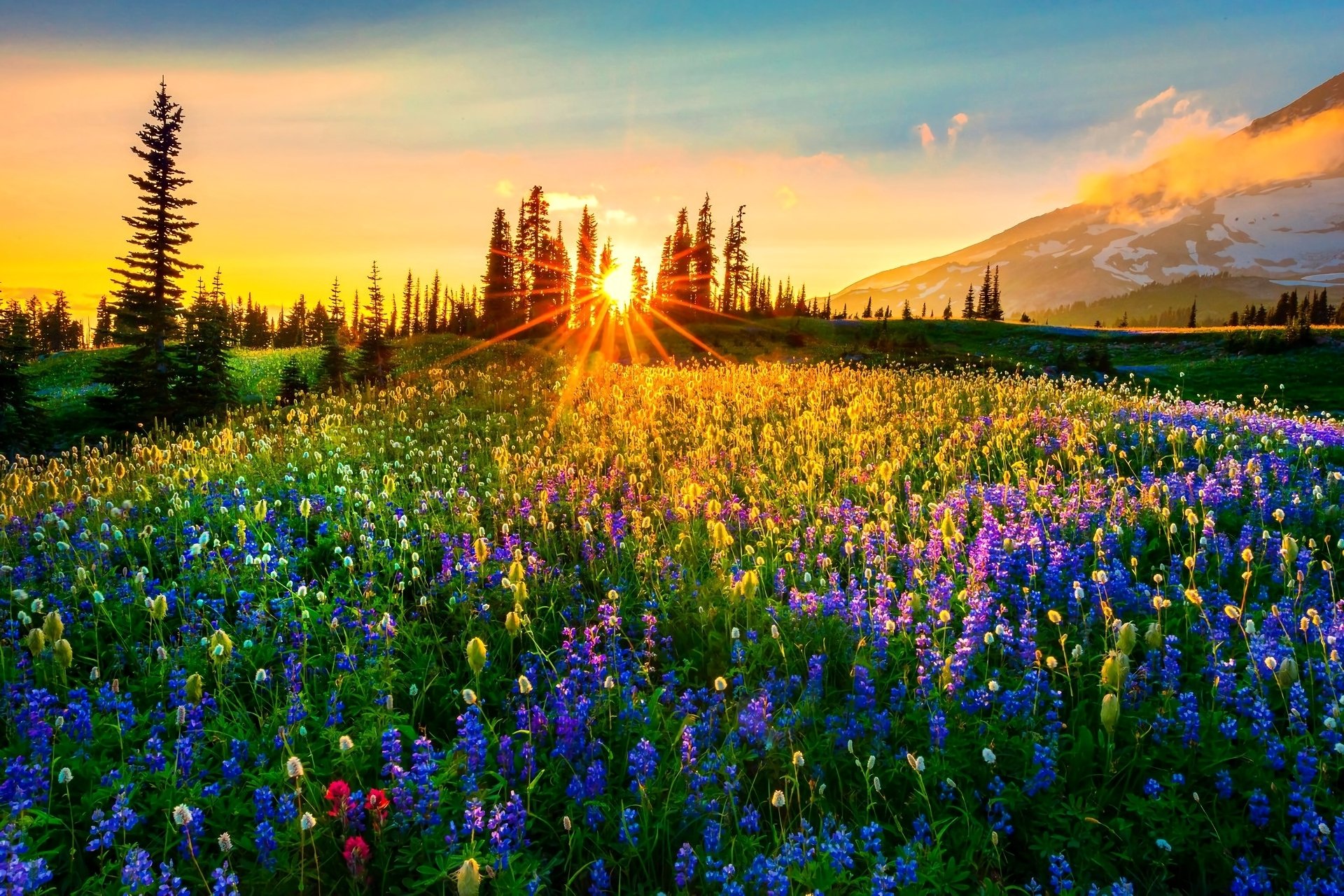 Mountain Meadow Wallpapers