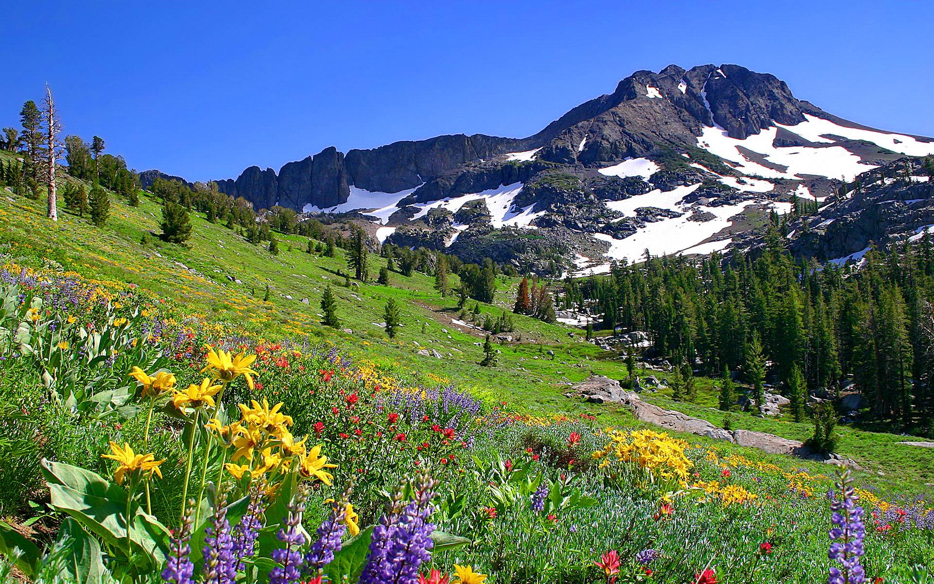 Mountain Wildflowers Wallpapers