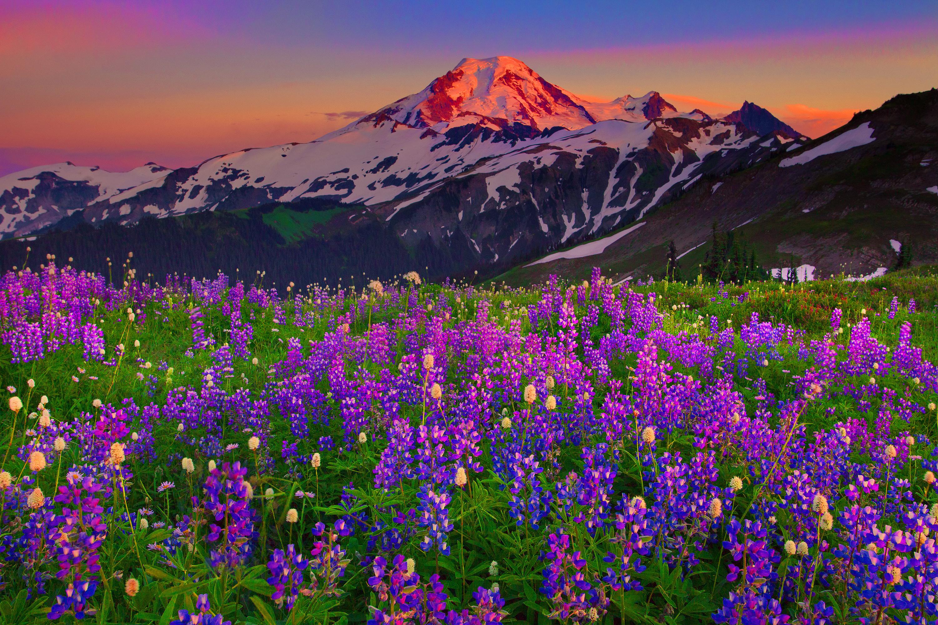 Mountain Wildflowers Wallpapers