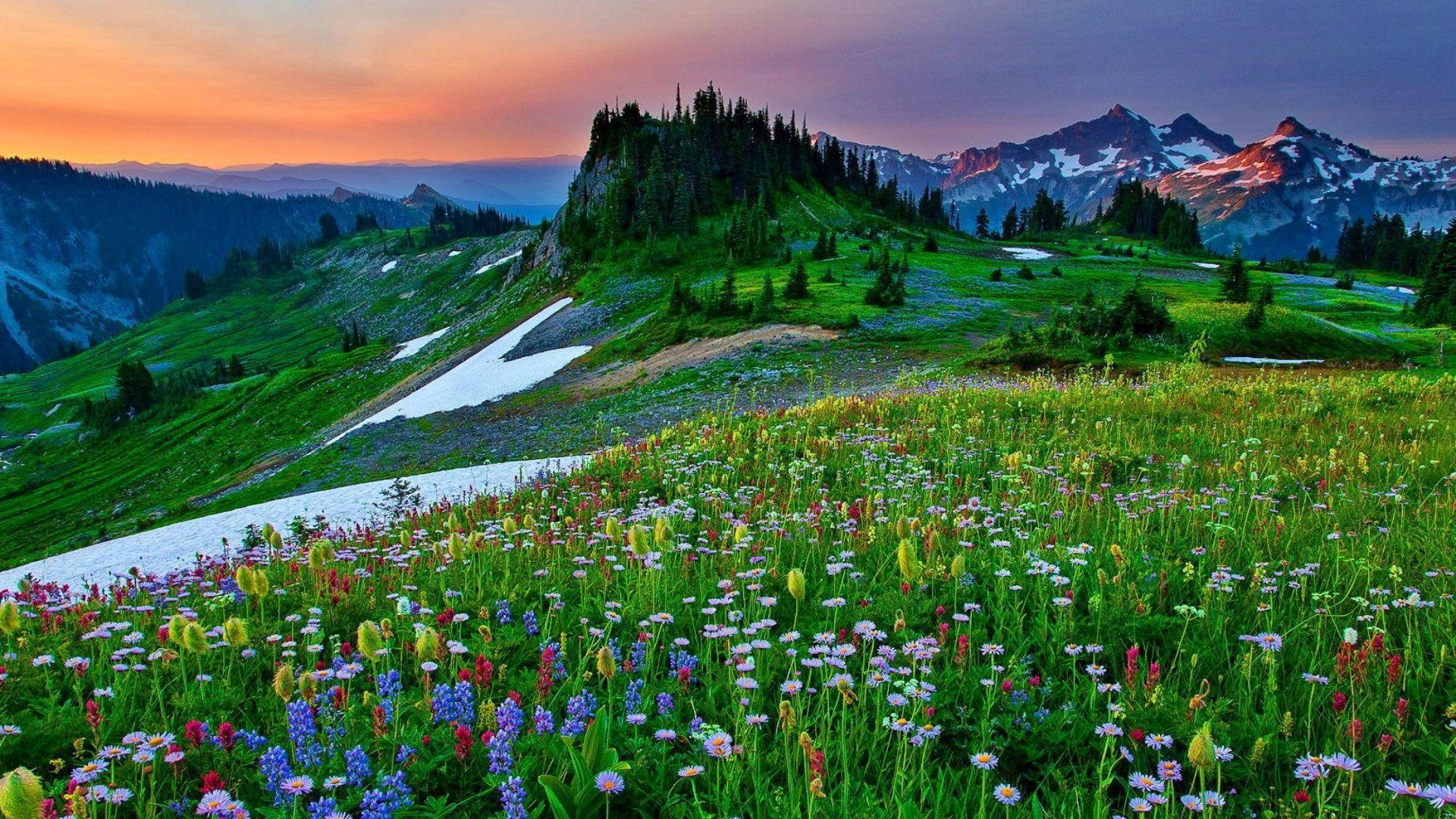 Mountain Wildflowers Wallpapers