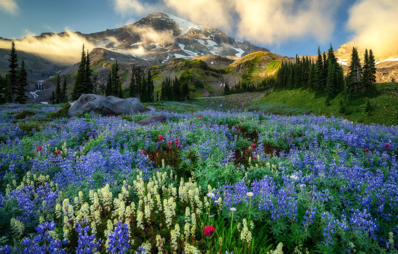 Mountain Wildflowers Wallpapers