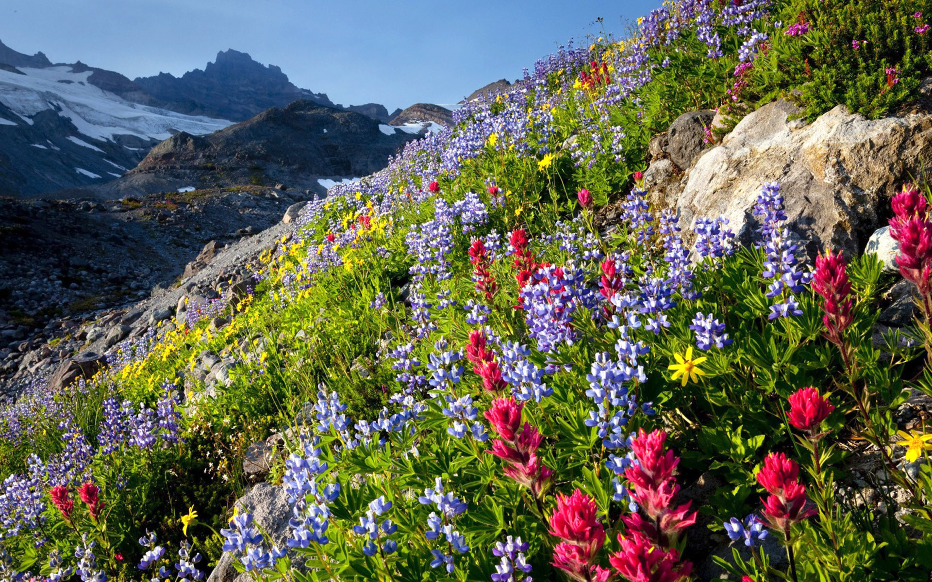 Mountain Wildflowers Wallpapers