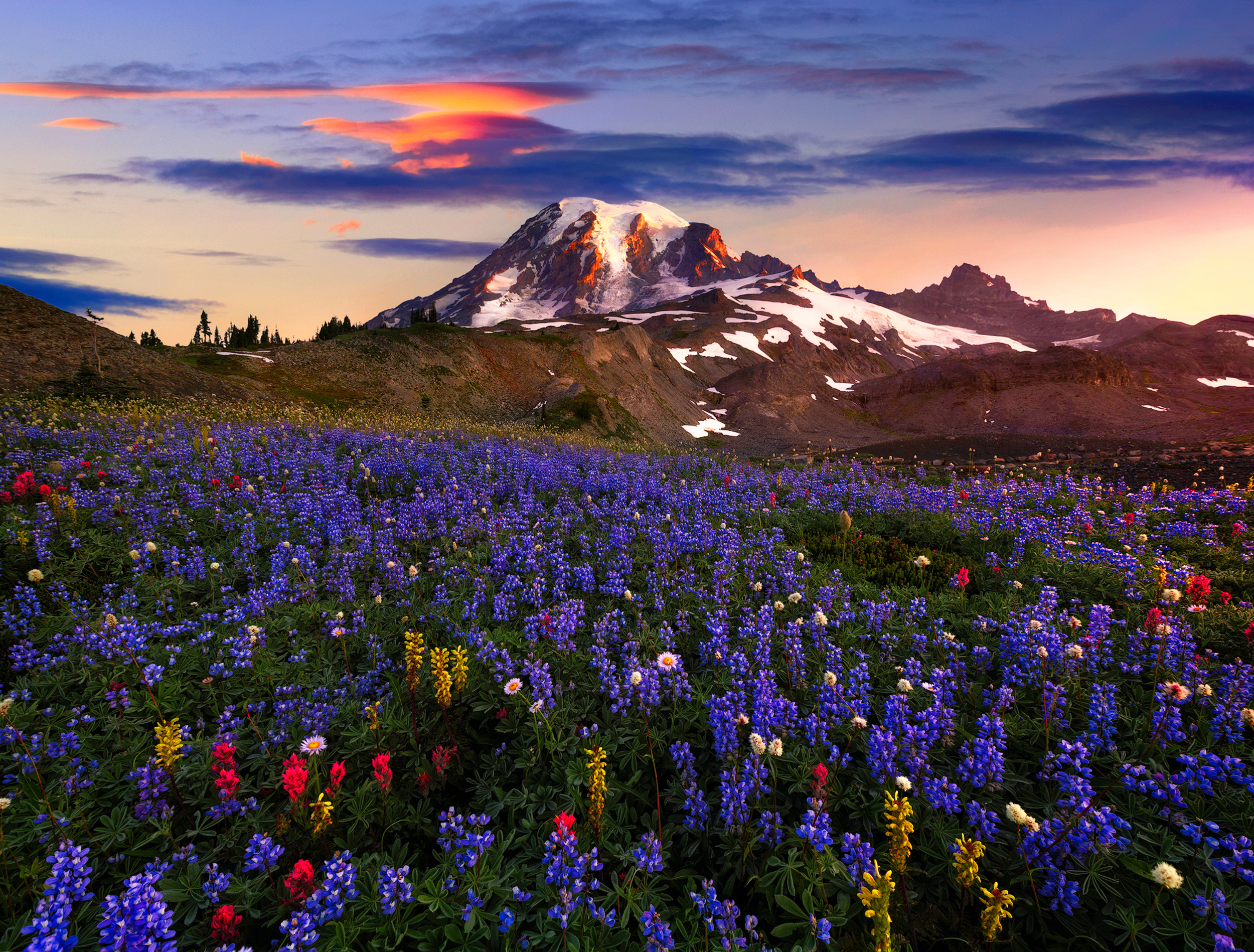 Mountain Wildflowers Wallpapers