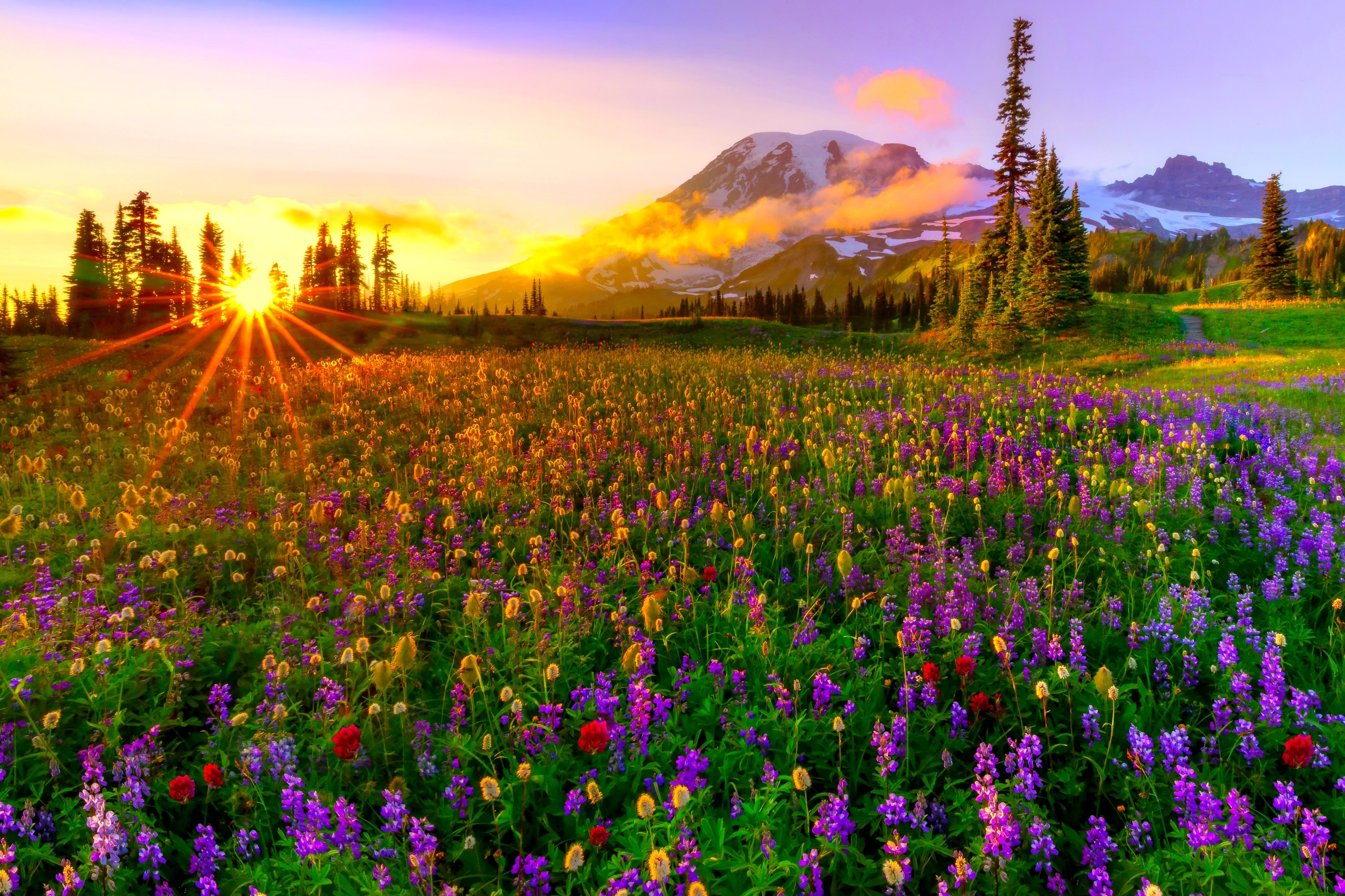 Mountain Wildflowers Wallpapers