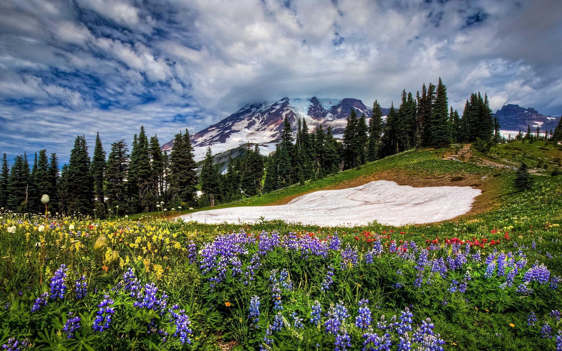 Mountain Wildflowers Wallpapers