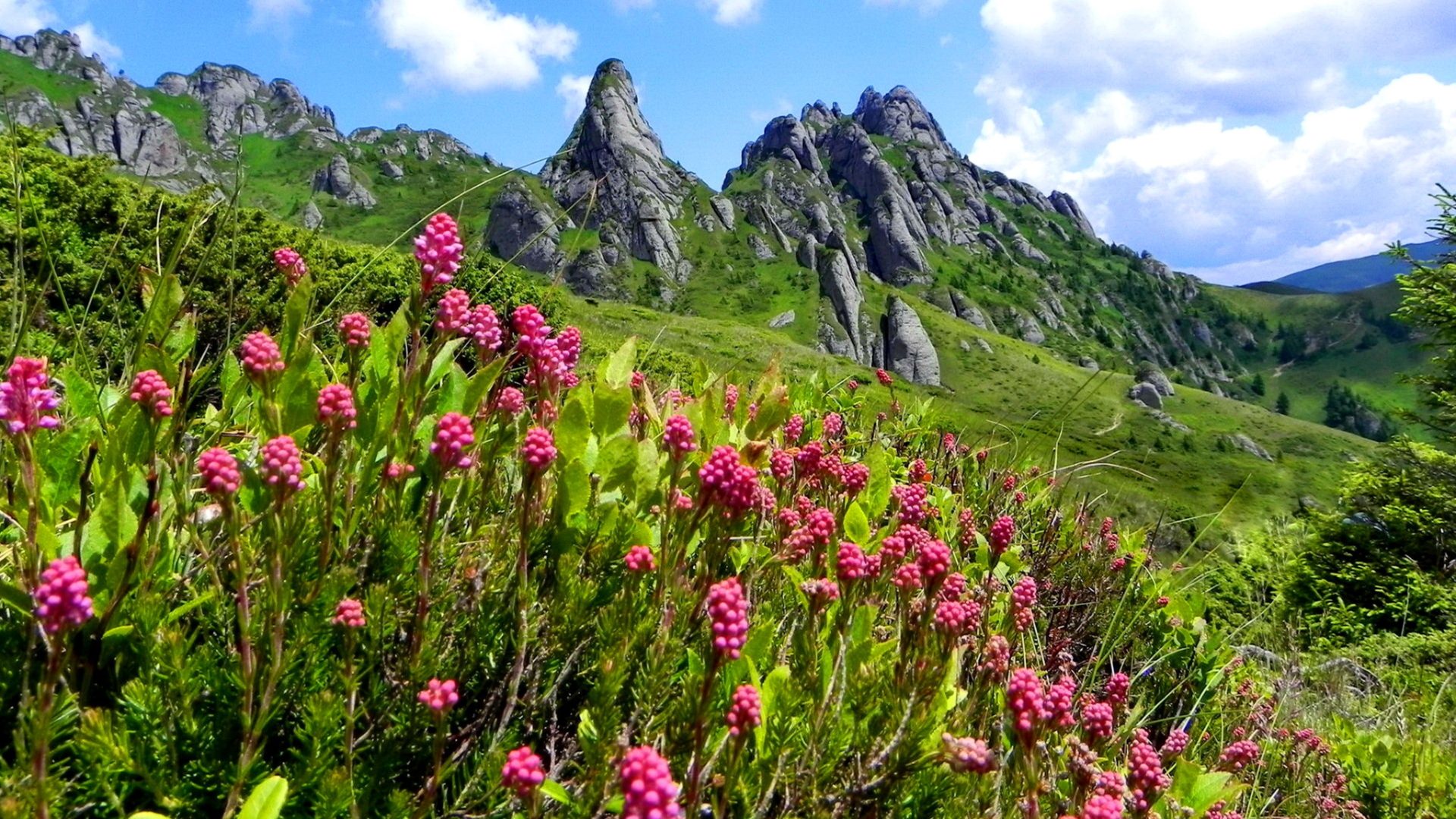 Mountain Wildflowers Wallpapers