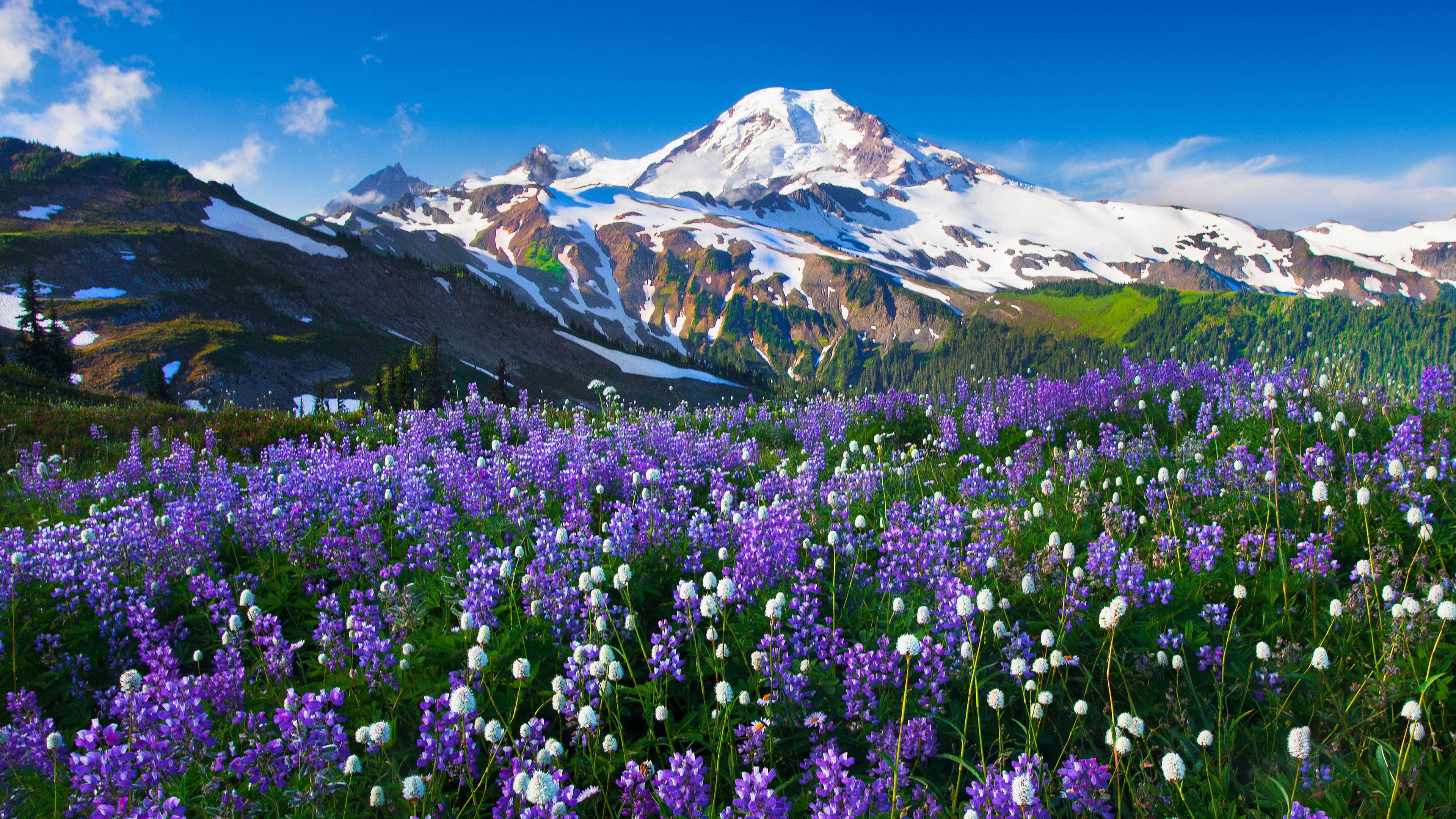 Mountain Wildflowers Wallpapers