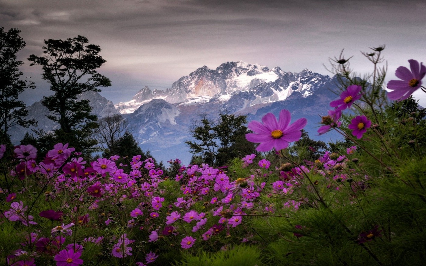 Mountain Wildflowers Wallpapers