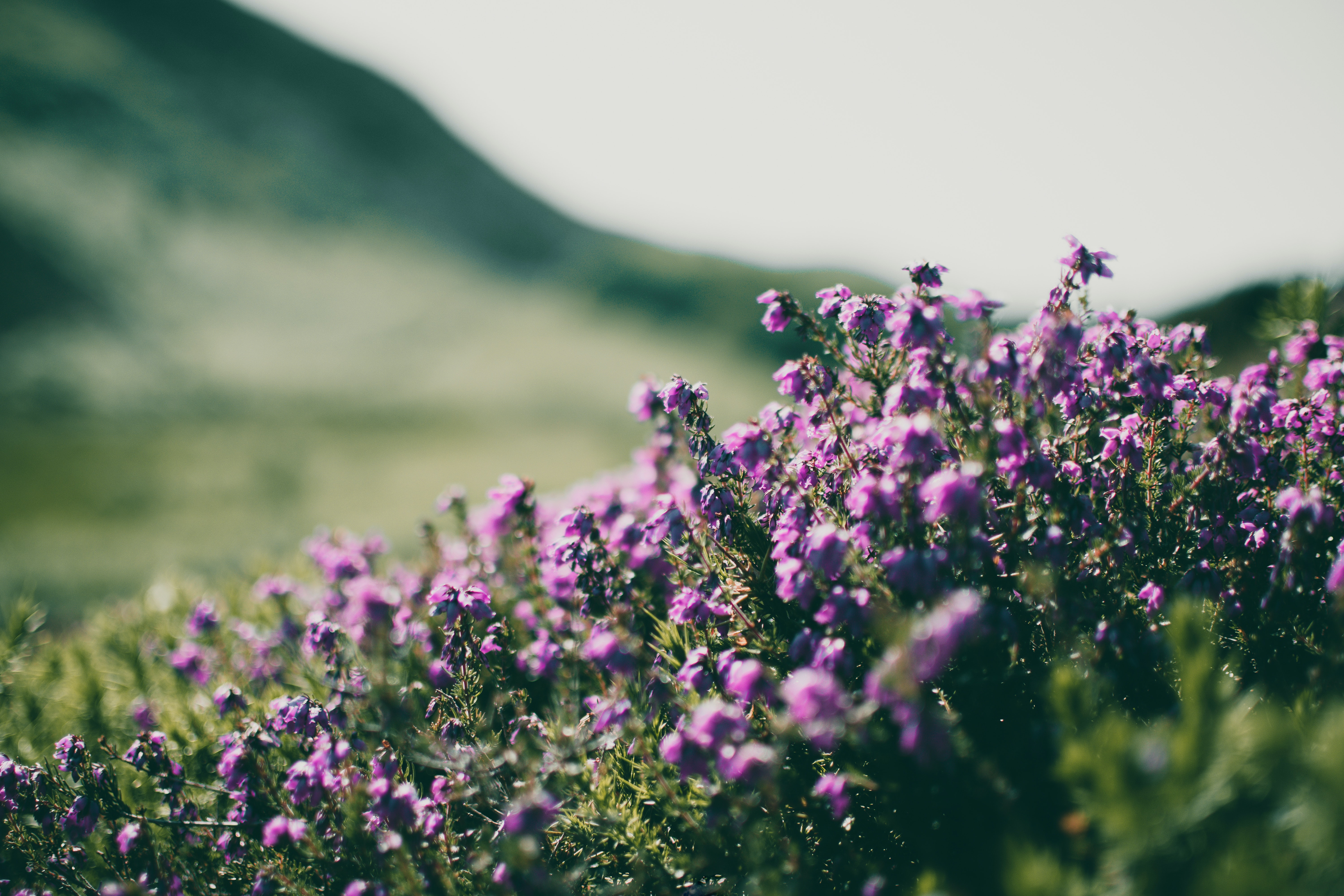 Mountain Wildflowers Wallpapers