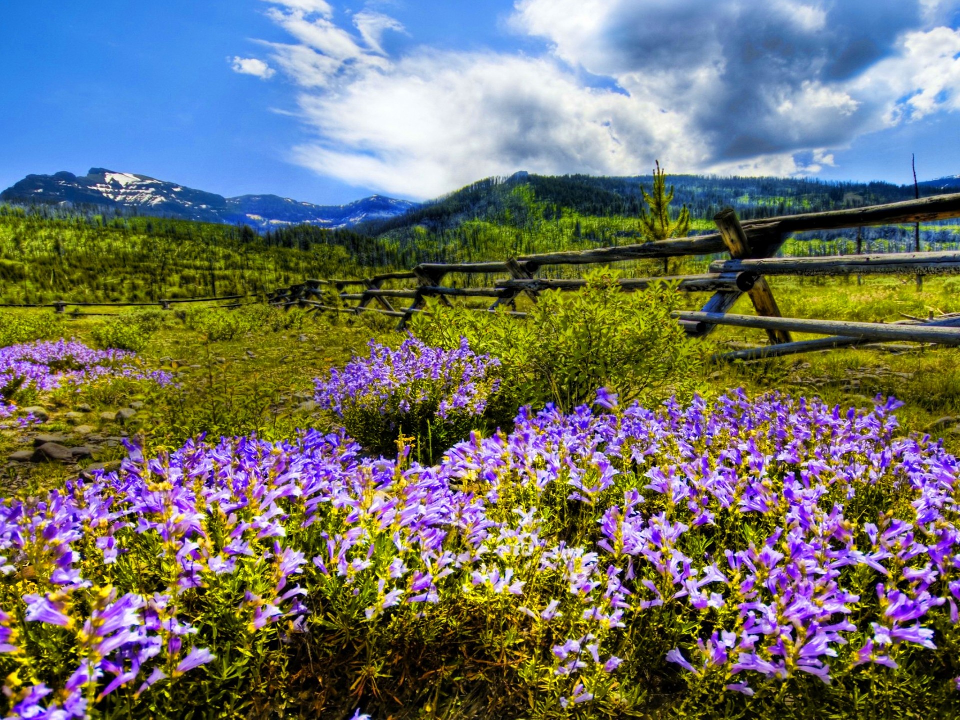 Mountain Wildflowers Wallpapers