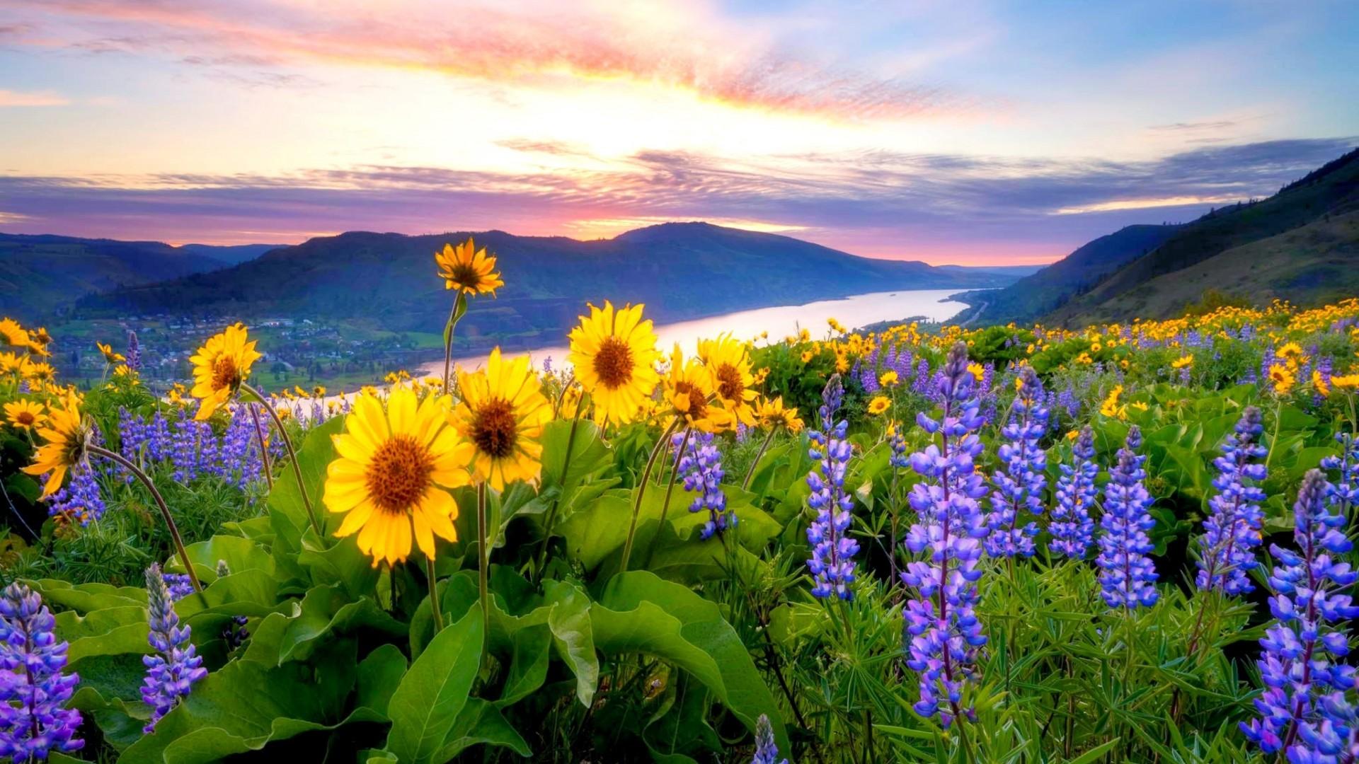 Mountain Wildflowers Wallpapers