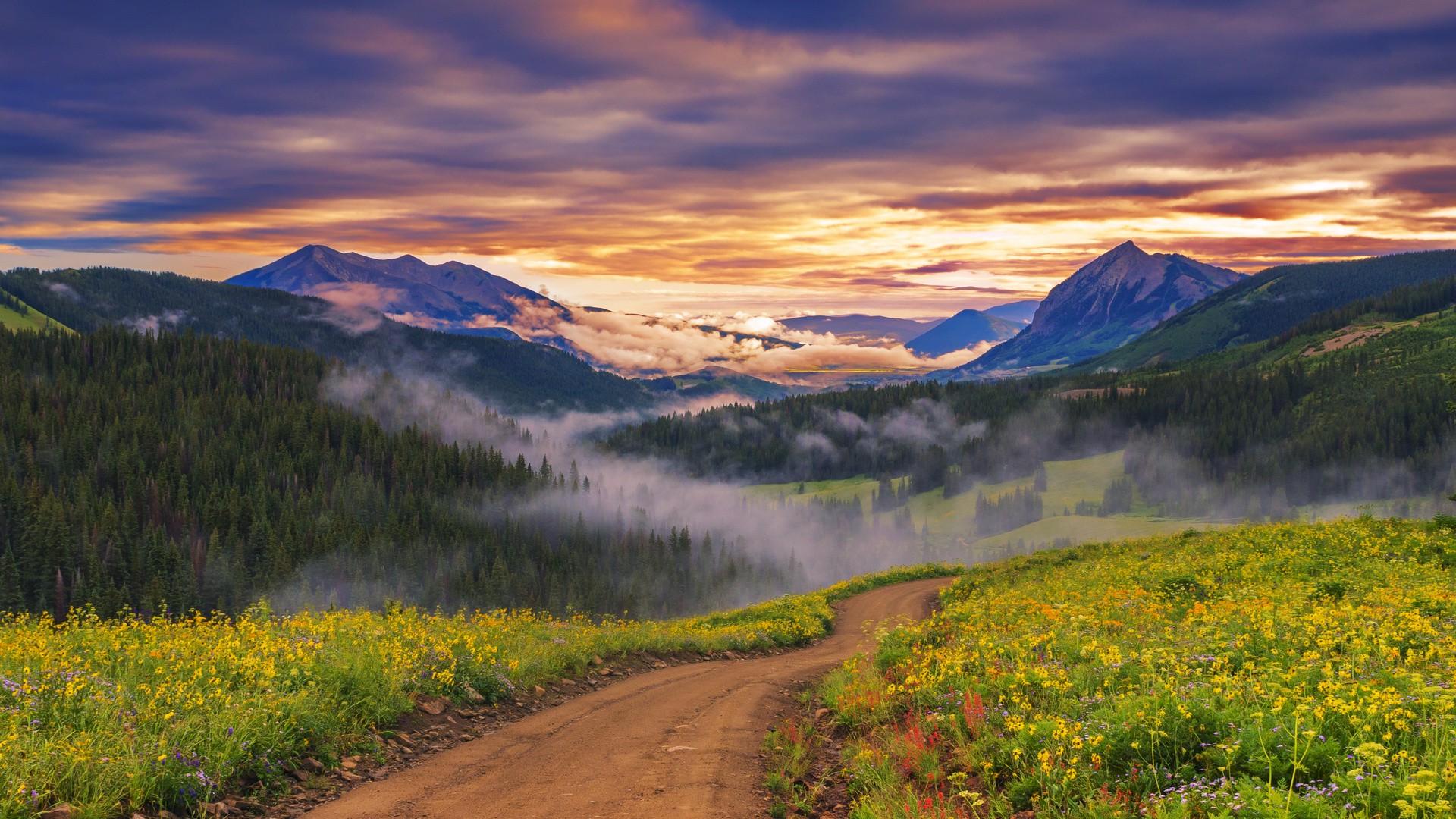 Mountain Wildflowers Wallpapers