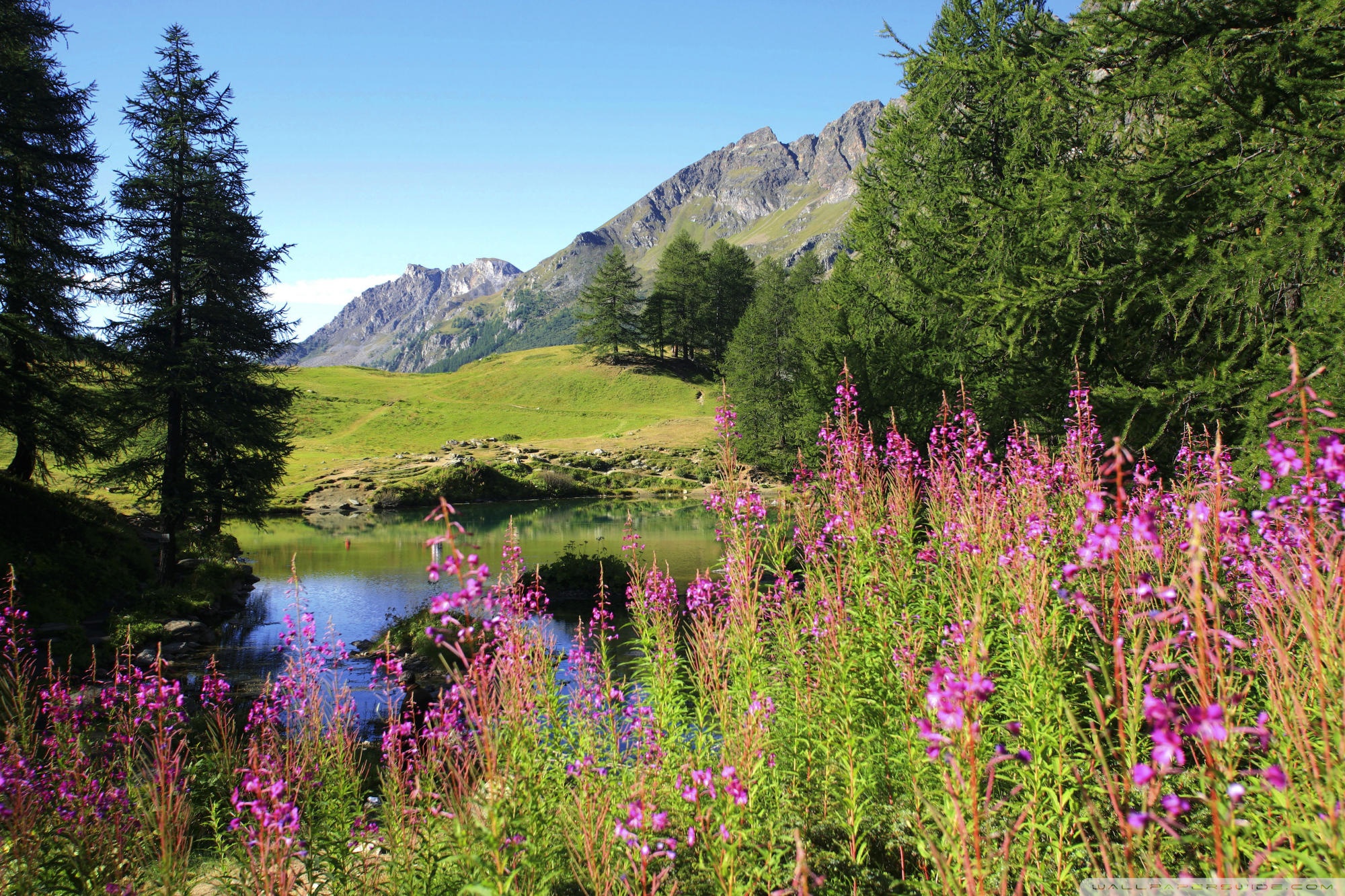 Mountain Wildflowers Wallpapers