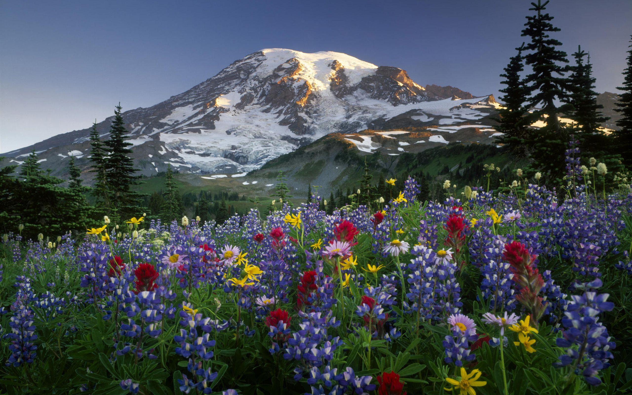 Mountain Wildflowers Wallpapers