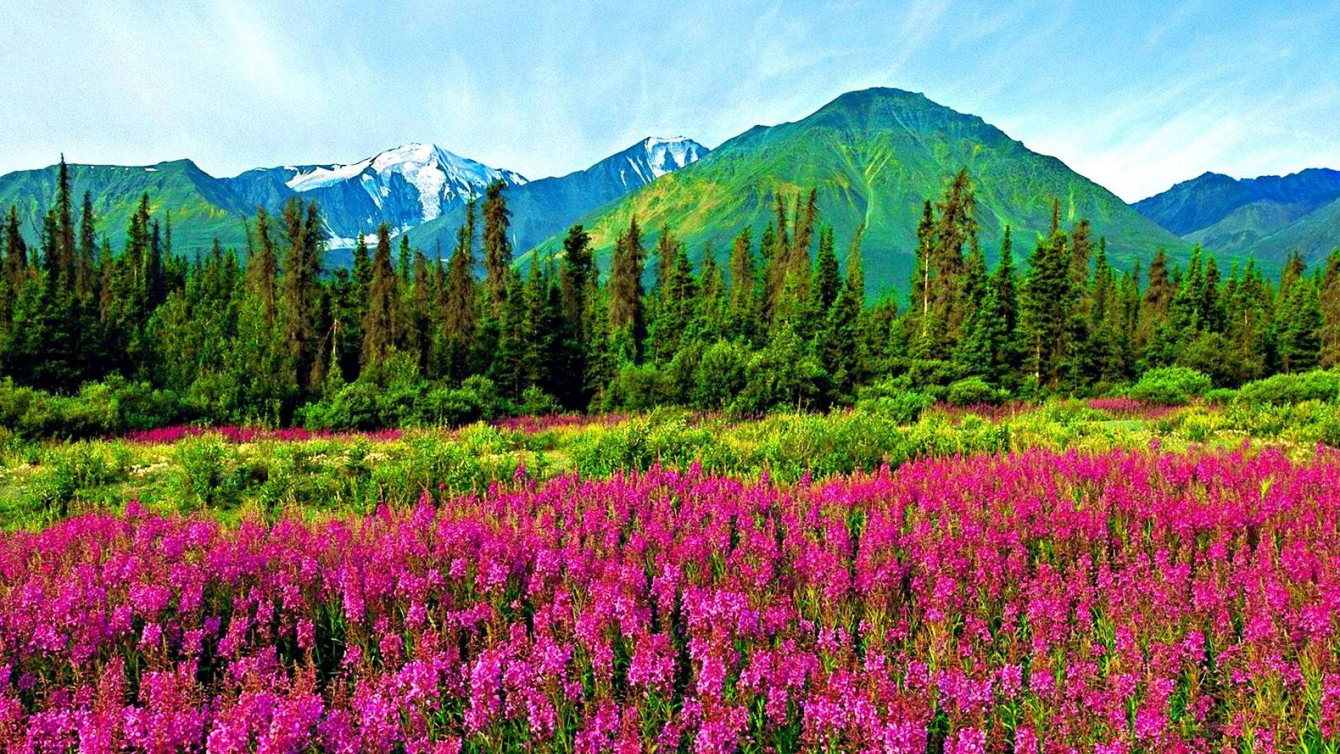 Mountain Wildflowers Wallpapers