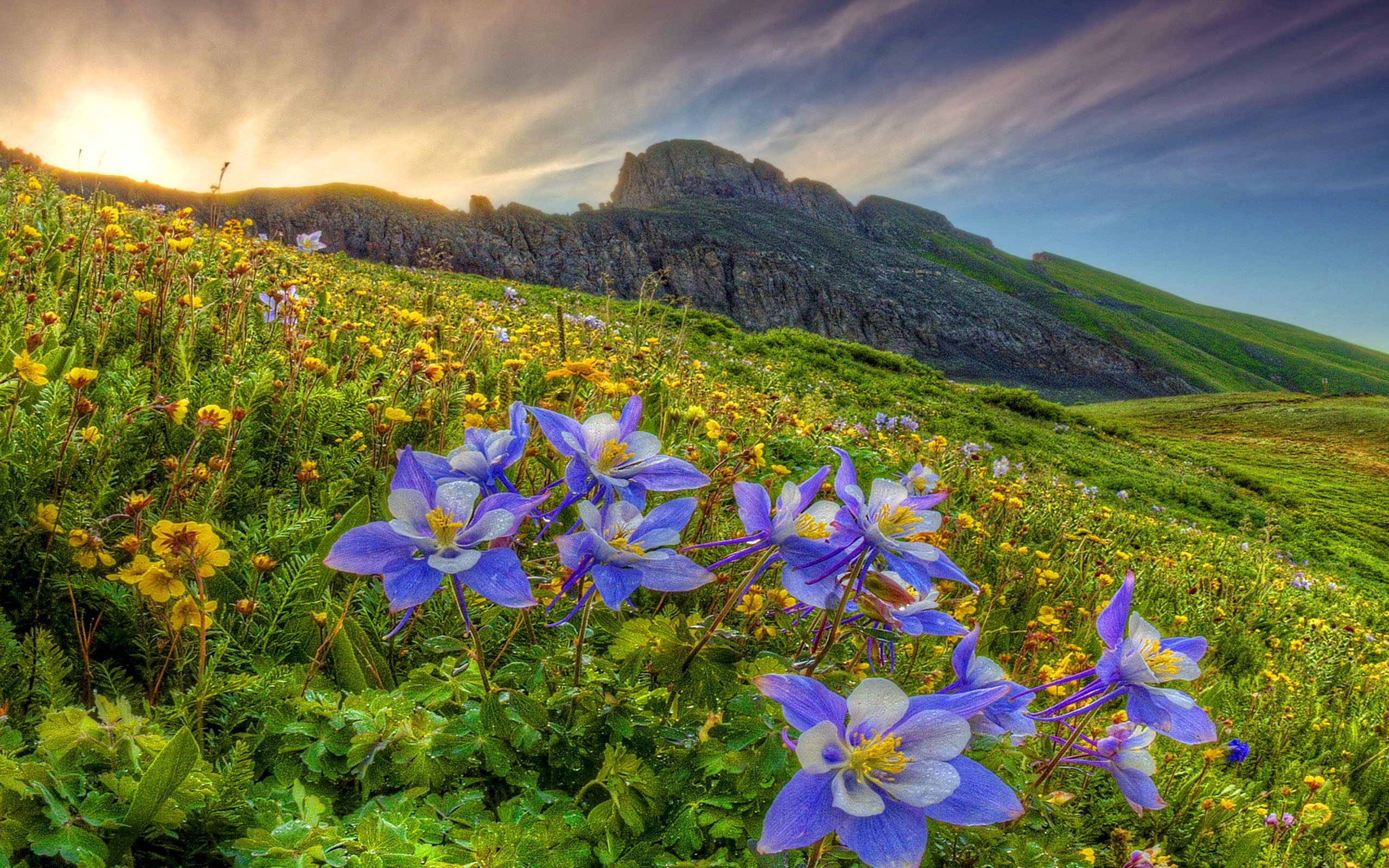 Mountain Wildflowers Wallpapers