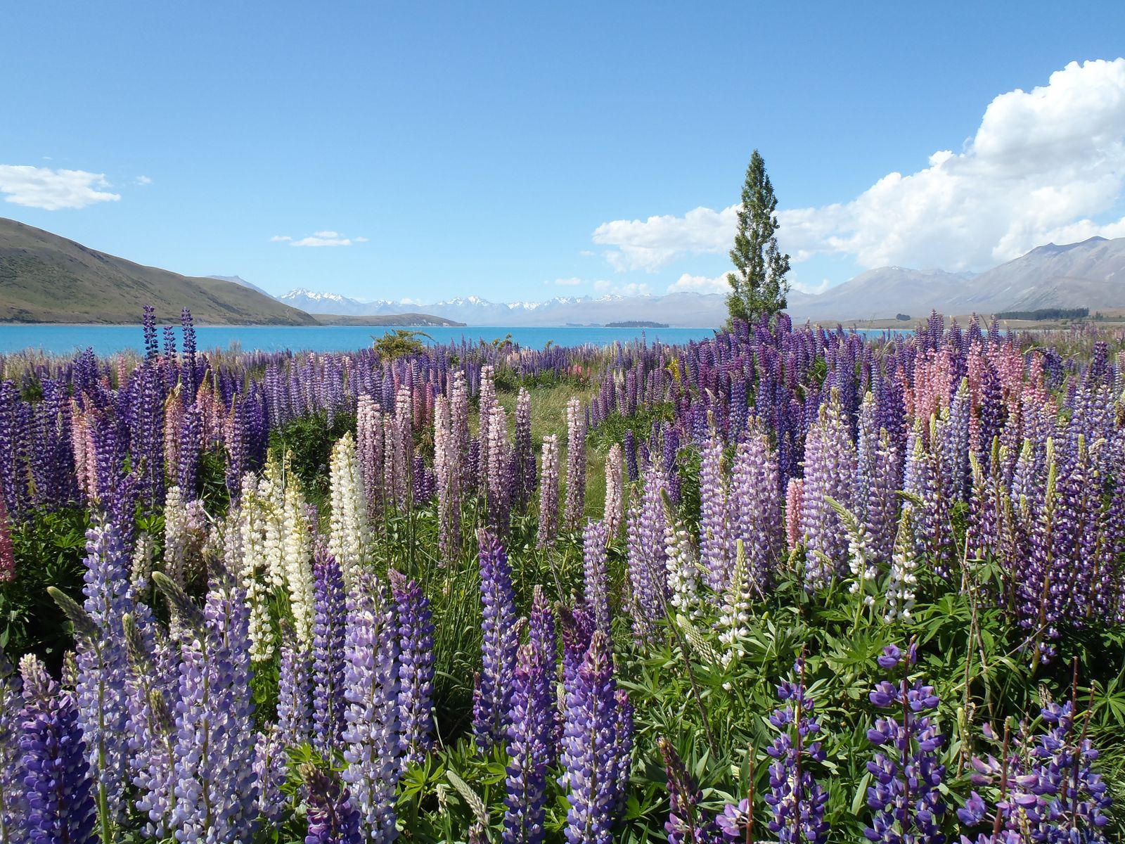 Mountain Wildflowers Wallpapers