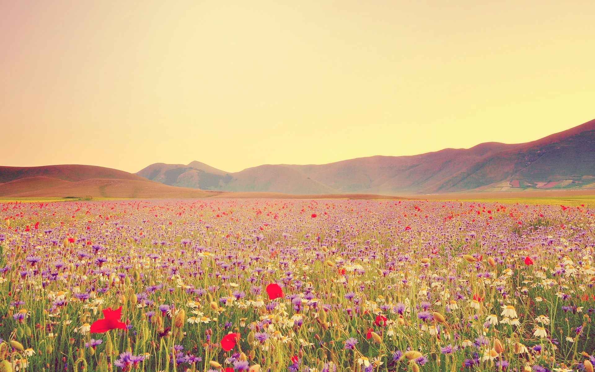 Mountain Wildflowers Wallpapers