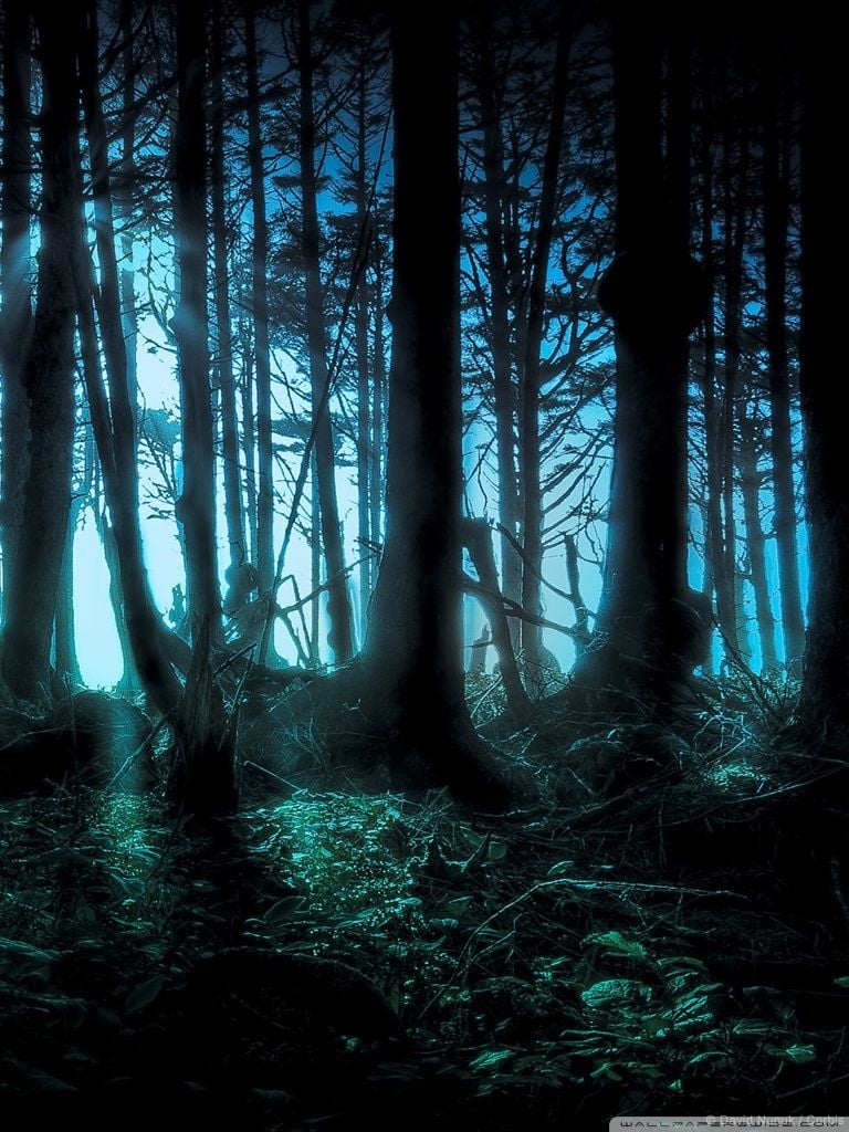 Mysterious Forest Art Wallpapers