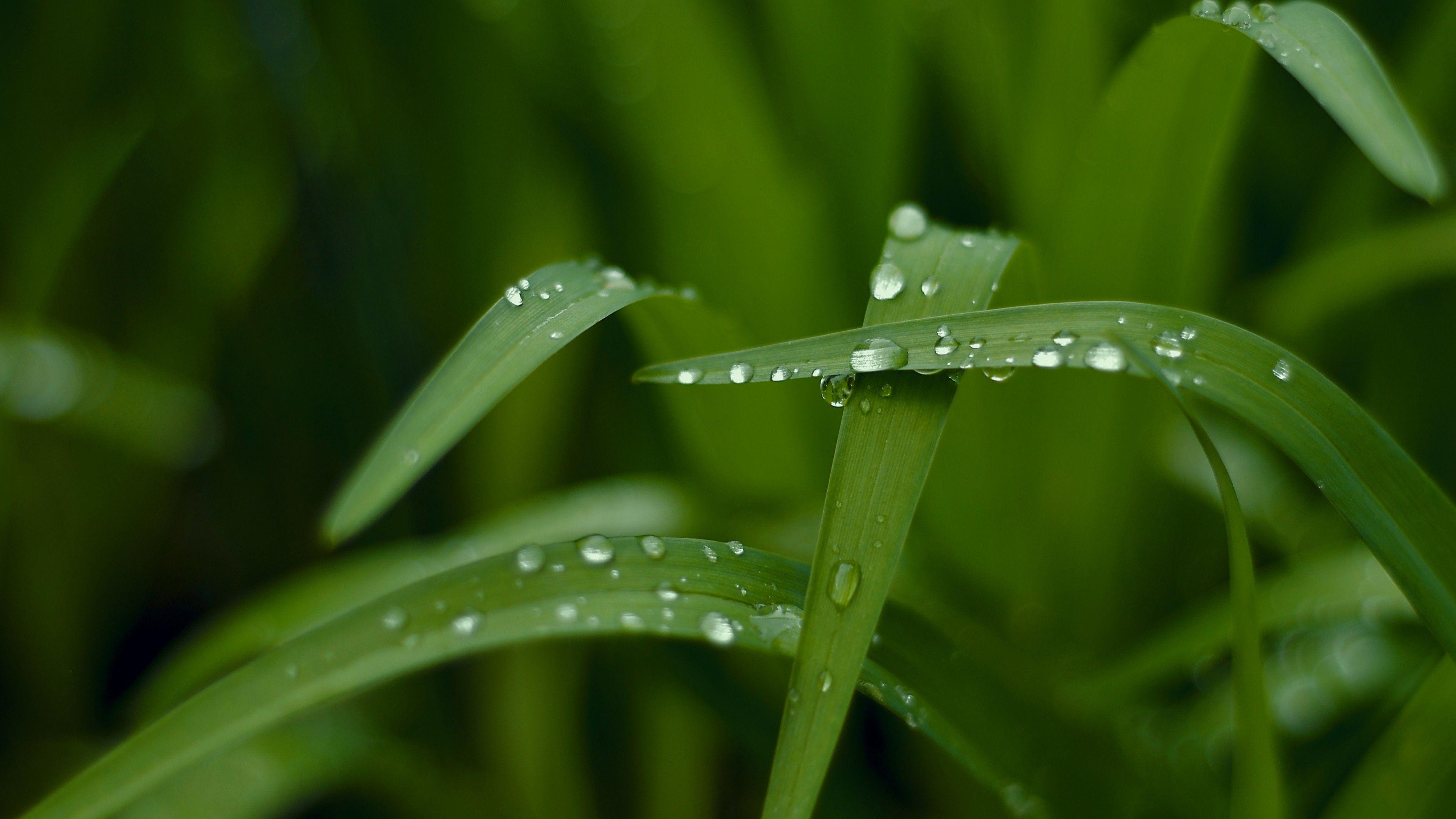 Ocean 4K Macro Wallpapers