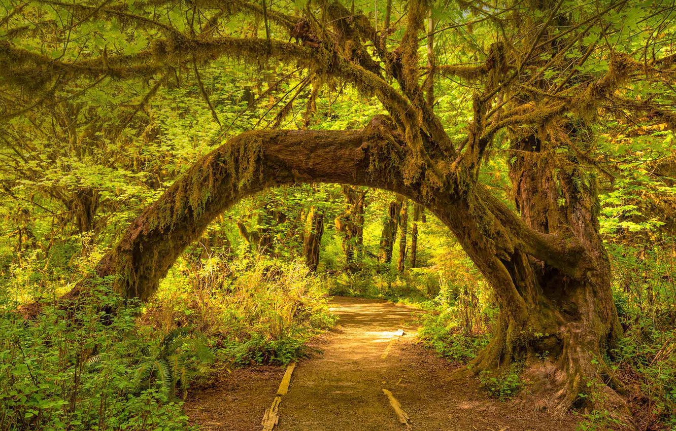 Olympic National Park Wallpapers