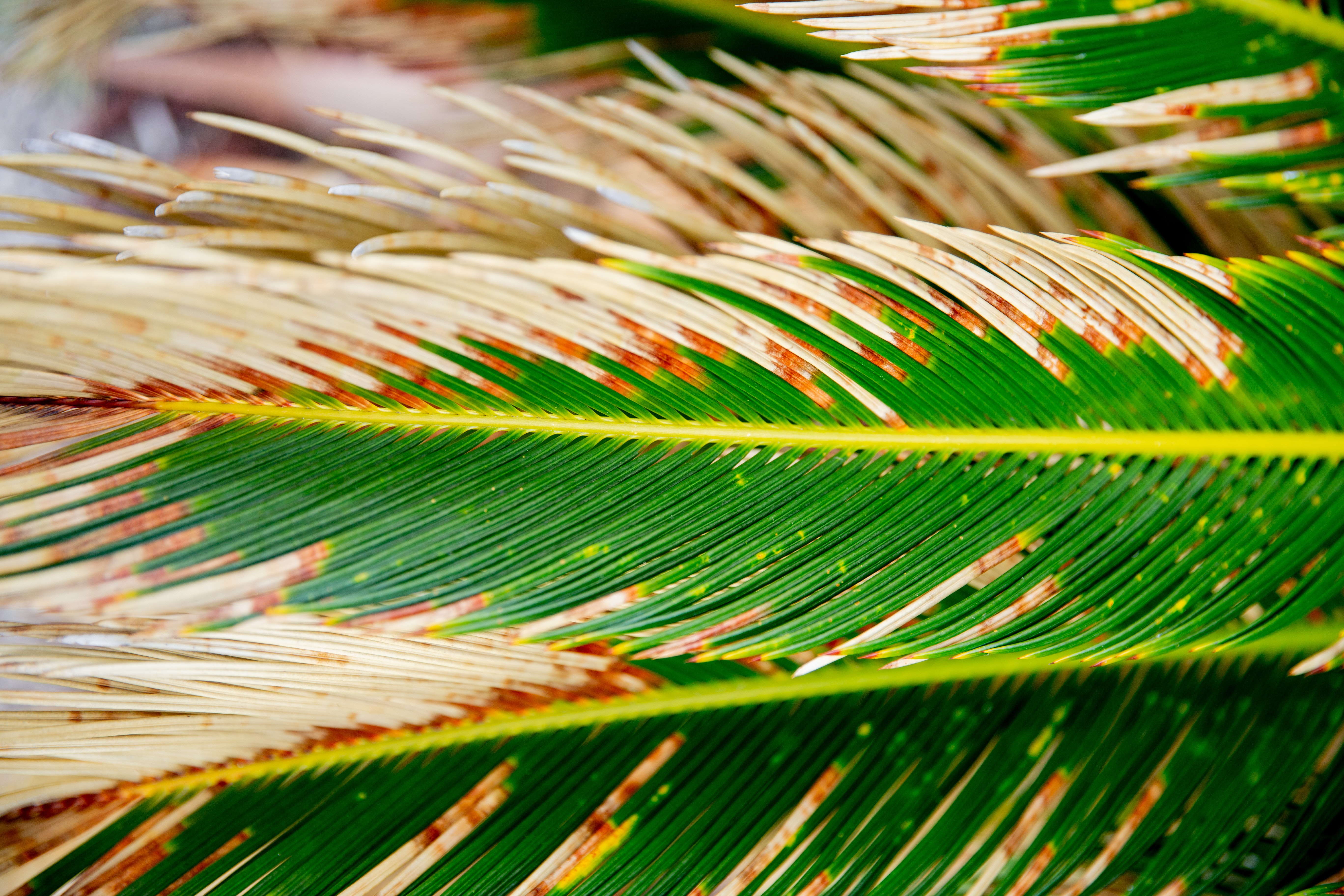 Palm Sunday Wallpapers