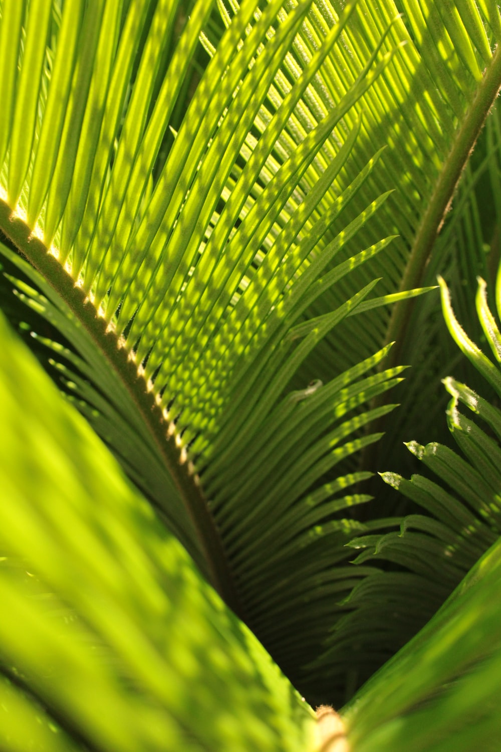 Palm Sunday Wallpapers