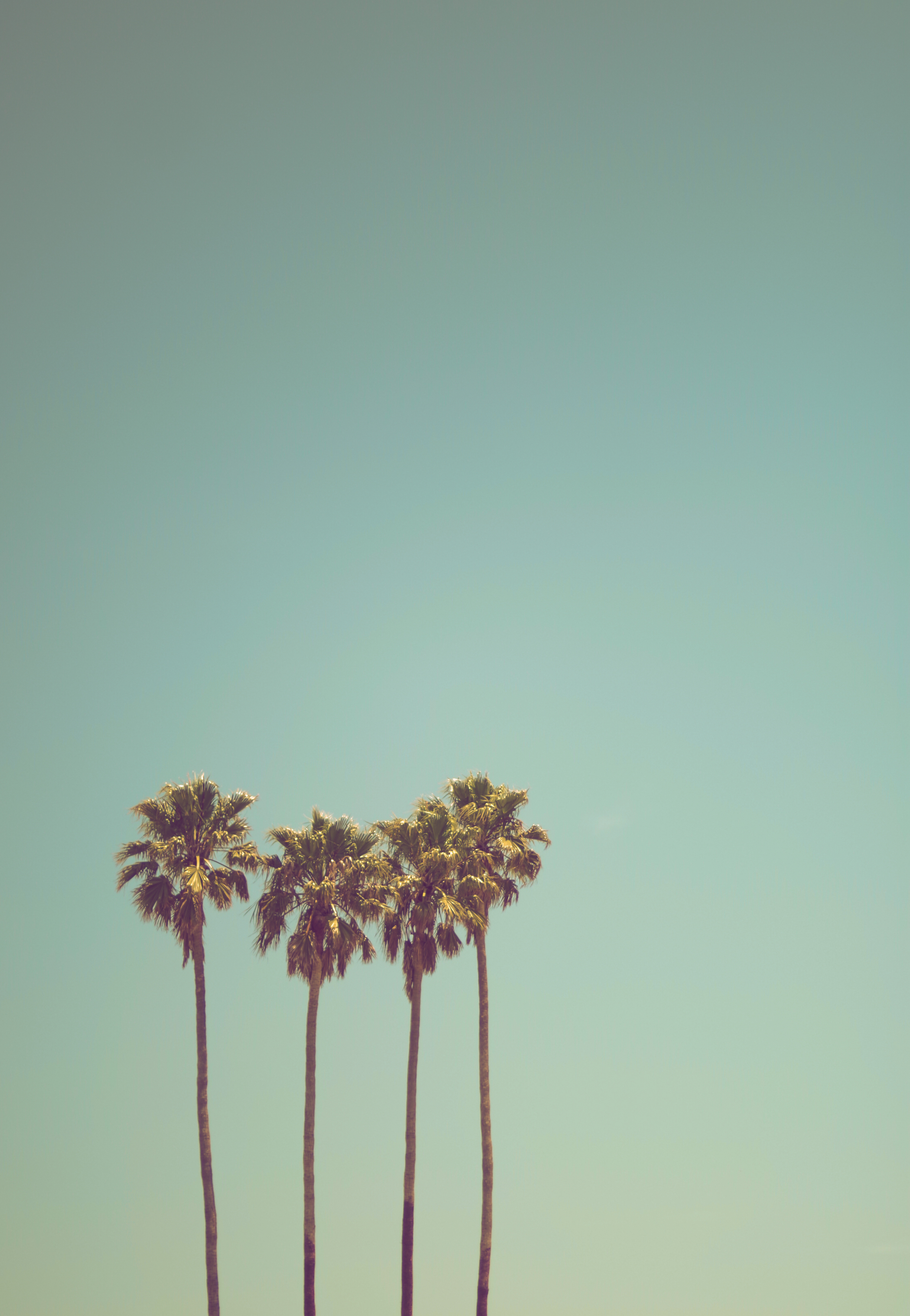 Palm Tree Iphone Hd Wallpapers