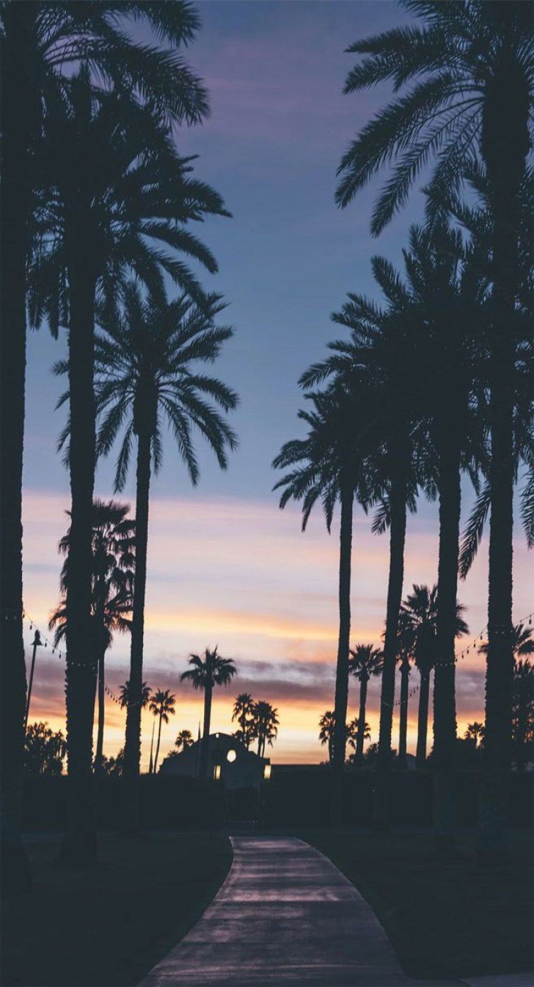 Palm Tree Iphone Hd Wallpapers