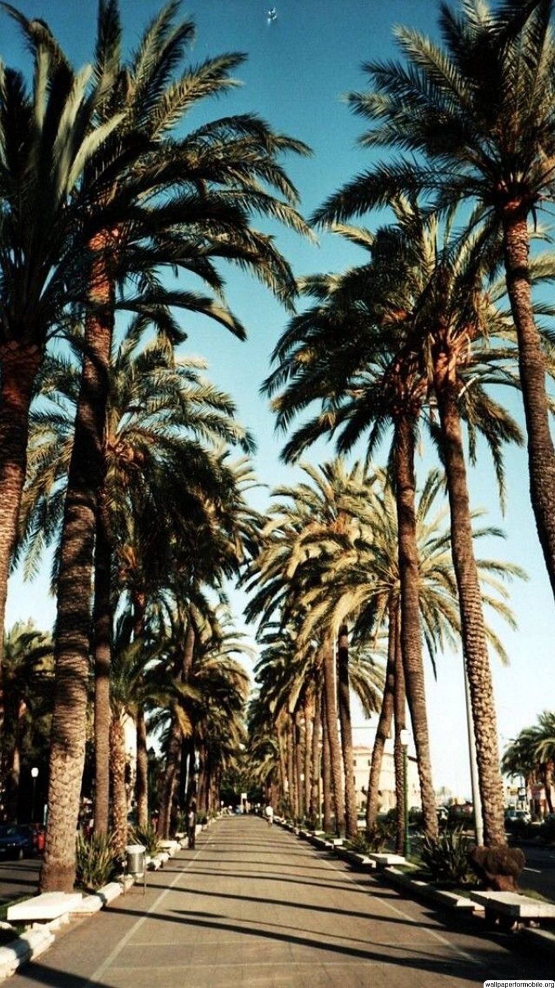 Palm Tree Iphone Hd Wallpapers