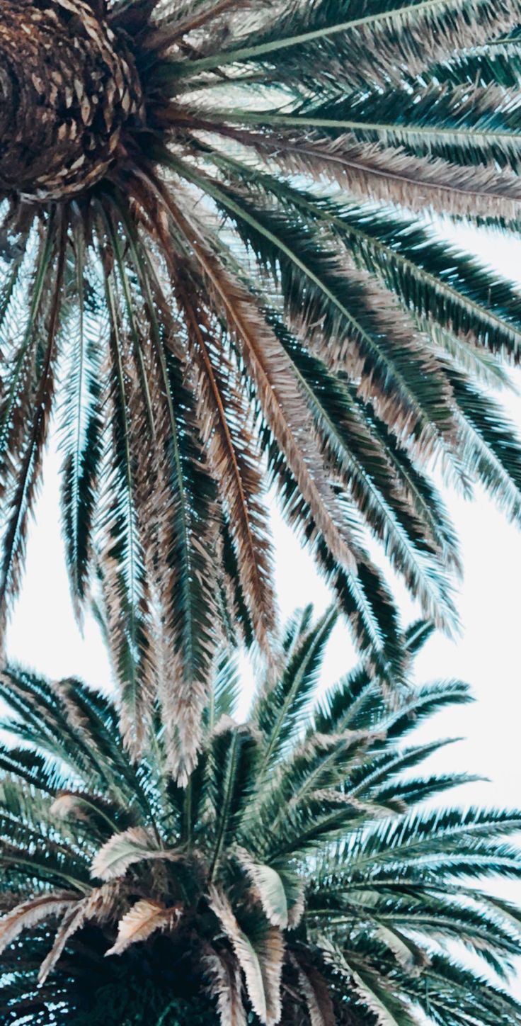 Palm Tree Iphone Hd Wallpapers