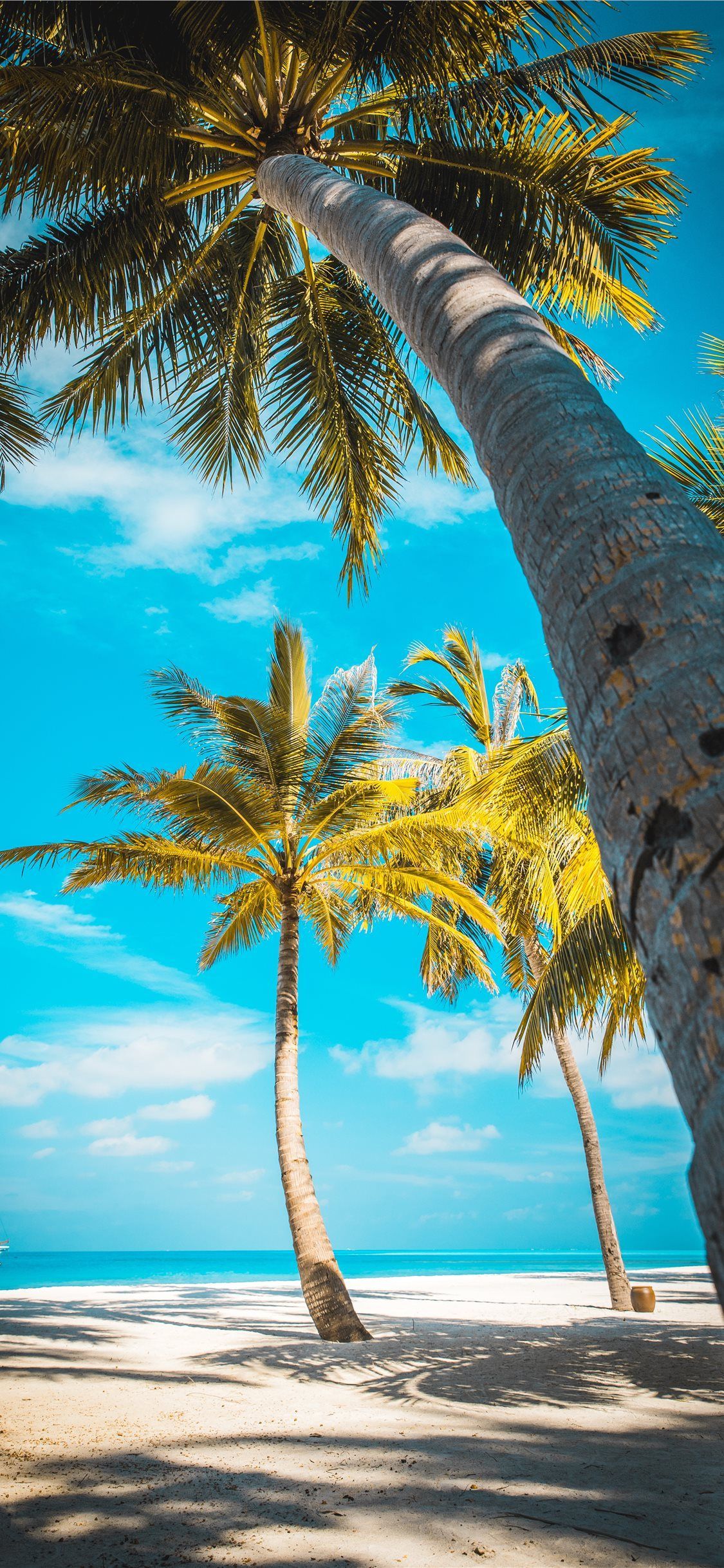 Palm Tree Iphone Hd Wallpapers