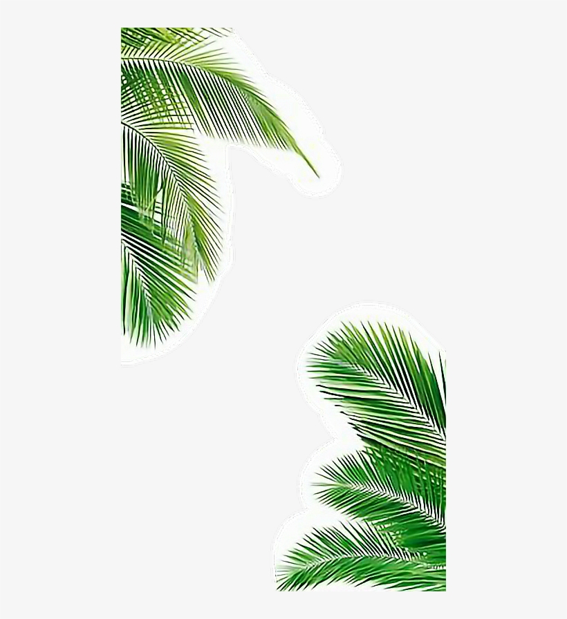 Palm Tree Iphone Hd Wallpapers