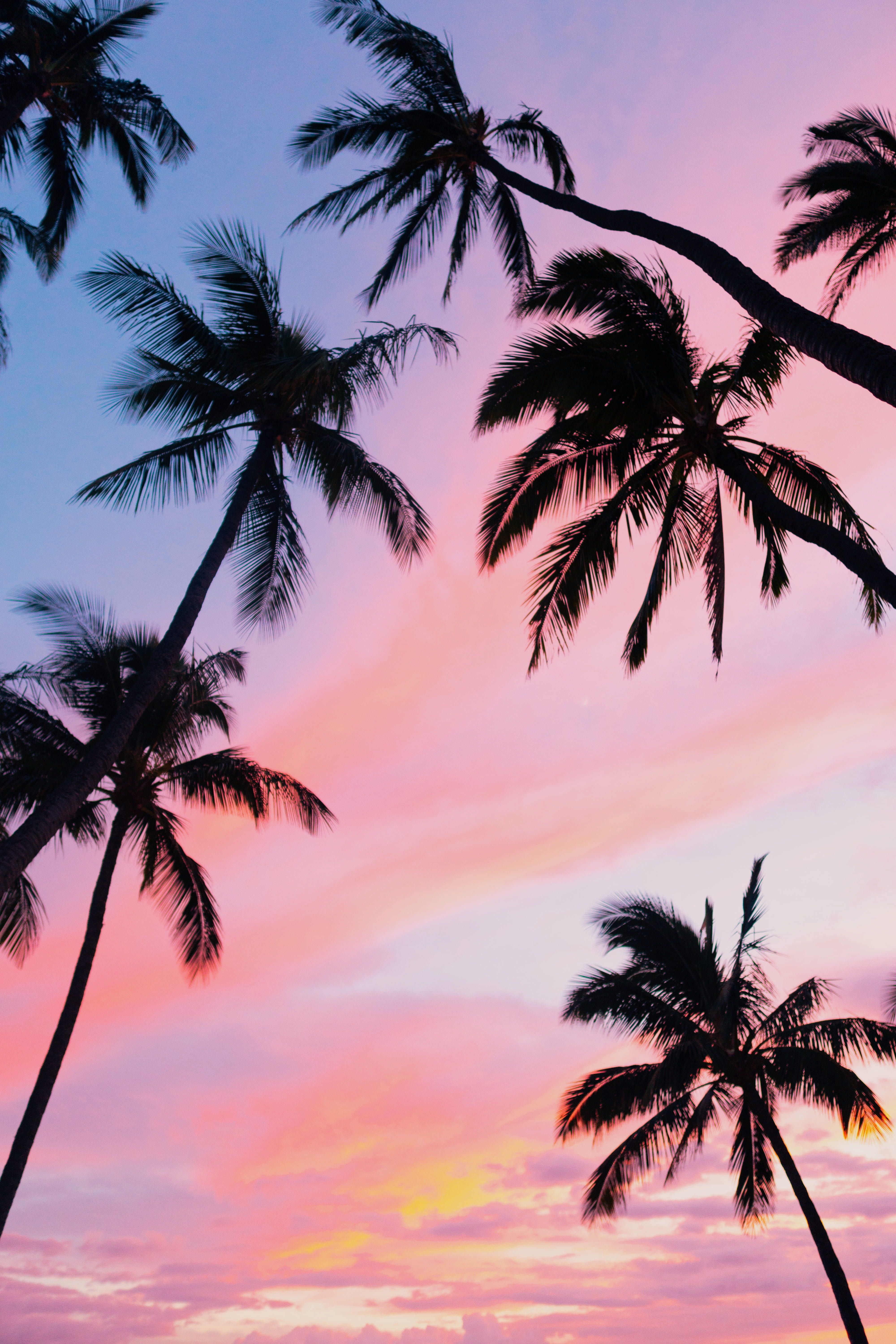 Palm Tree Sunset Wallpapers