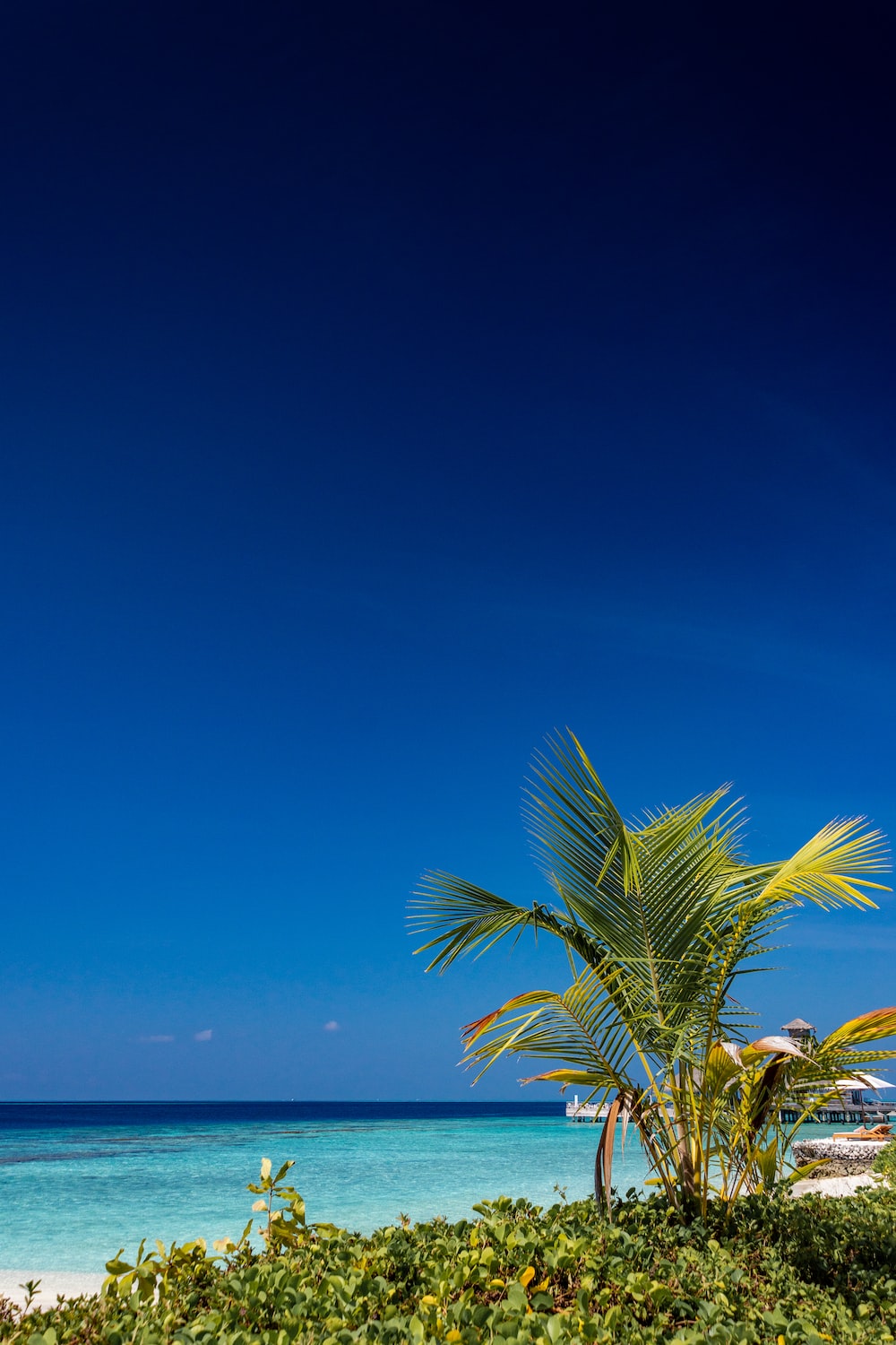 Palm Trees In The Middle Of Ocean Wallpapers