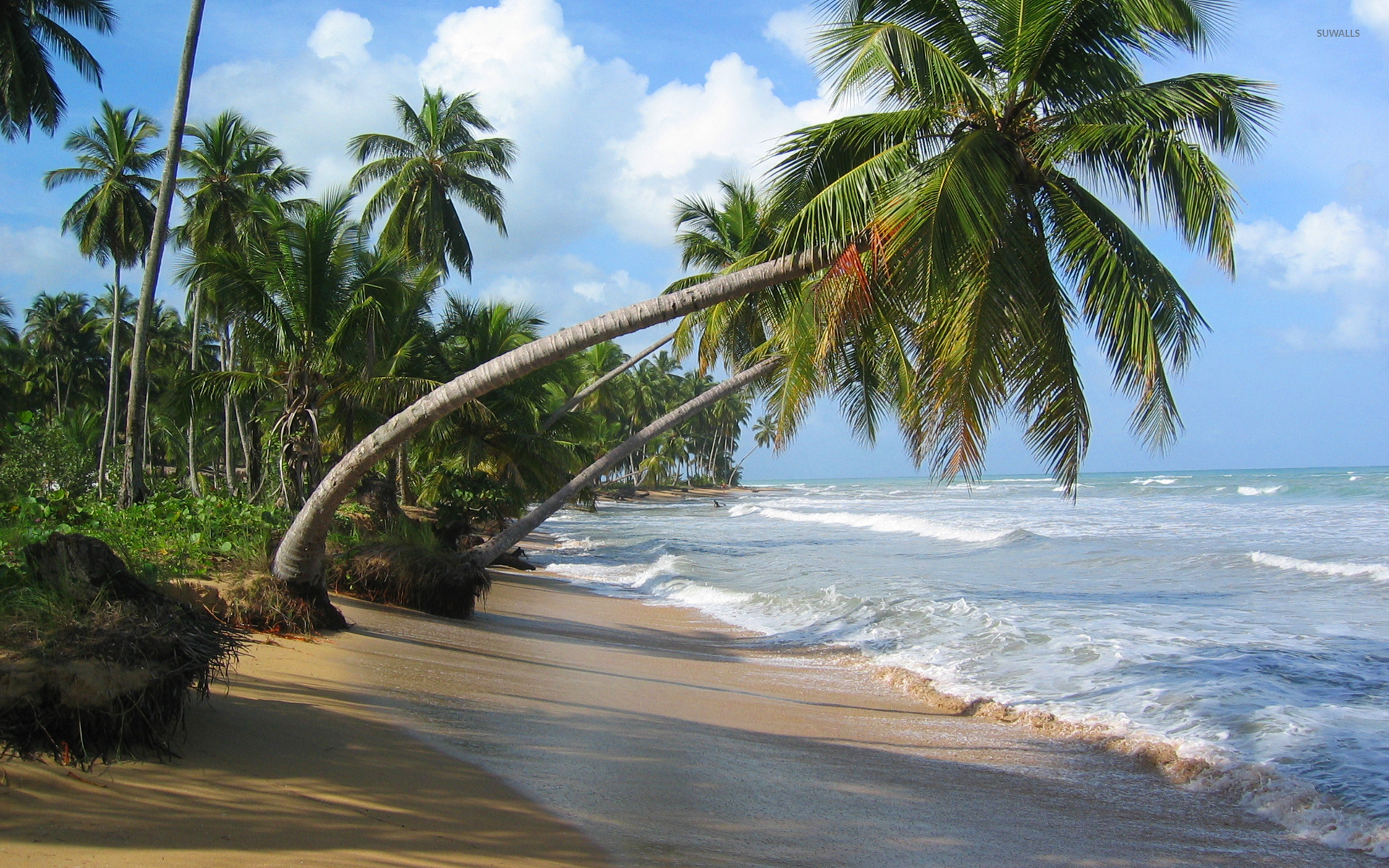 Palm Trees In The Middle Of Ocean Wallpapers