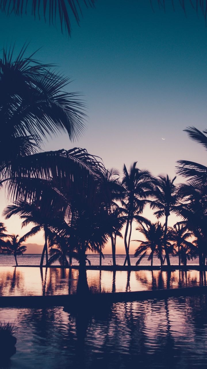 Palm Trees Reflection Sunset Wallpapers