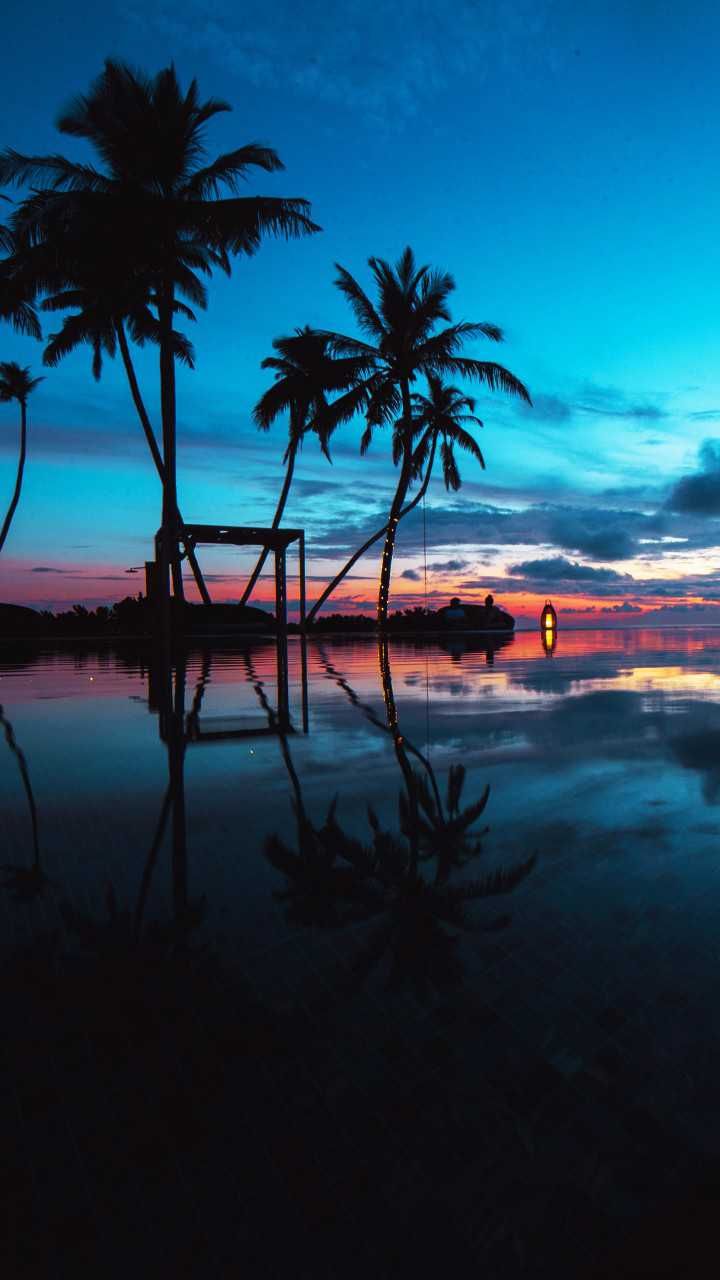 Palm Trees Reflection Sunset Wallpapers