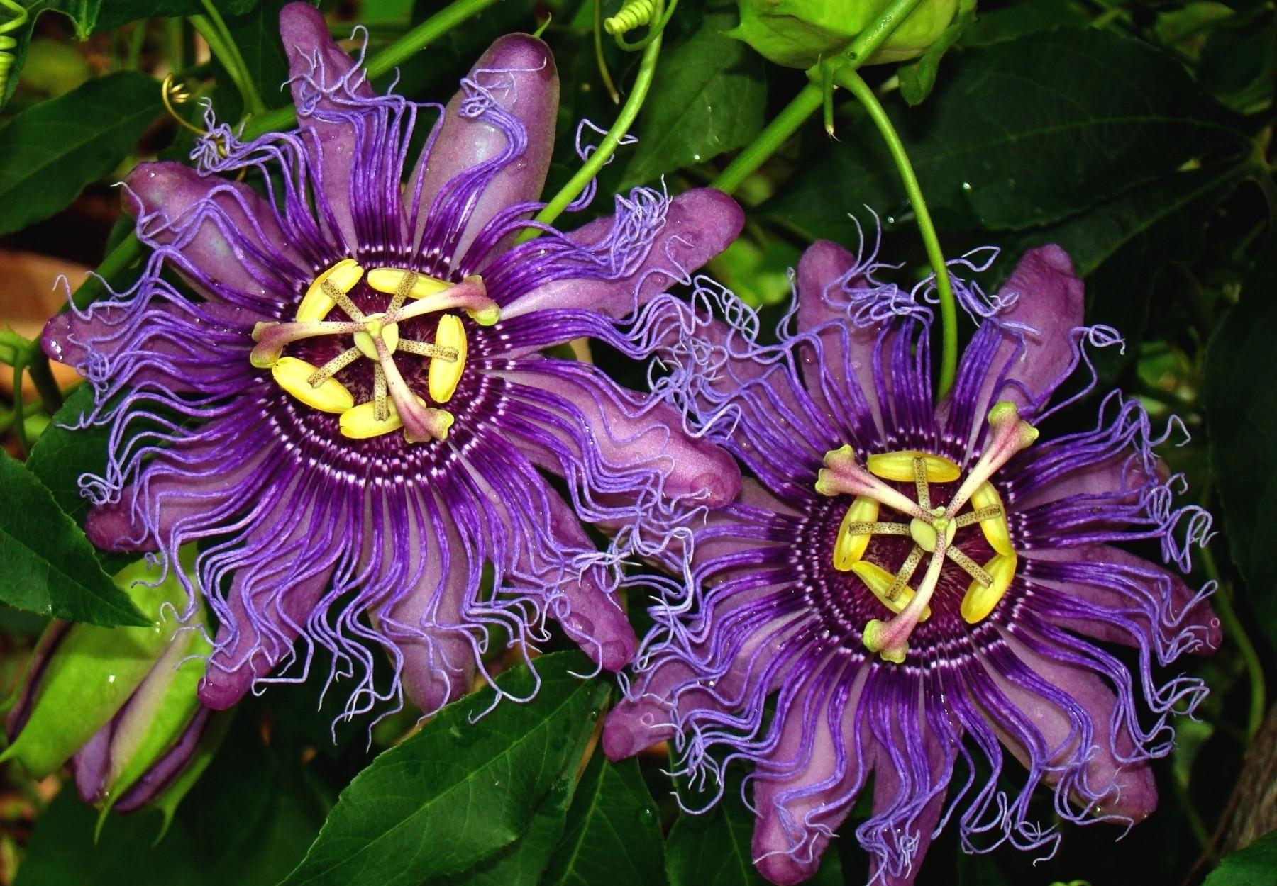 Passion Flower Wallpapers