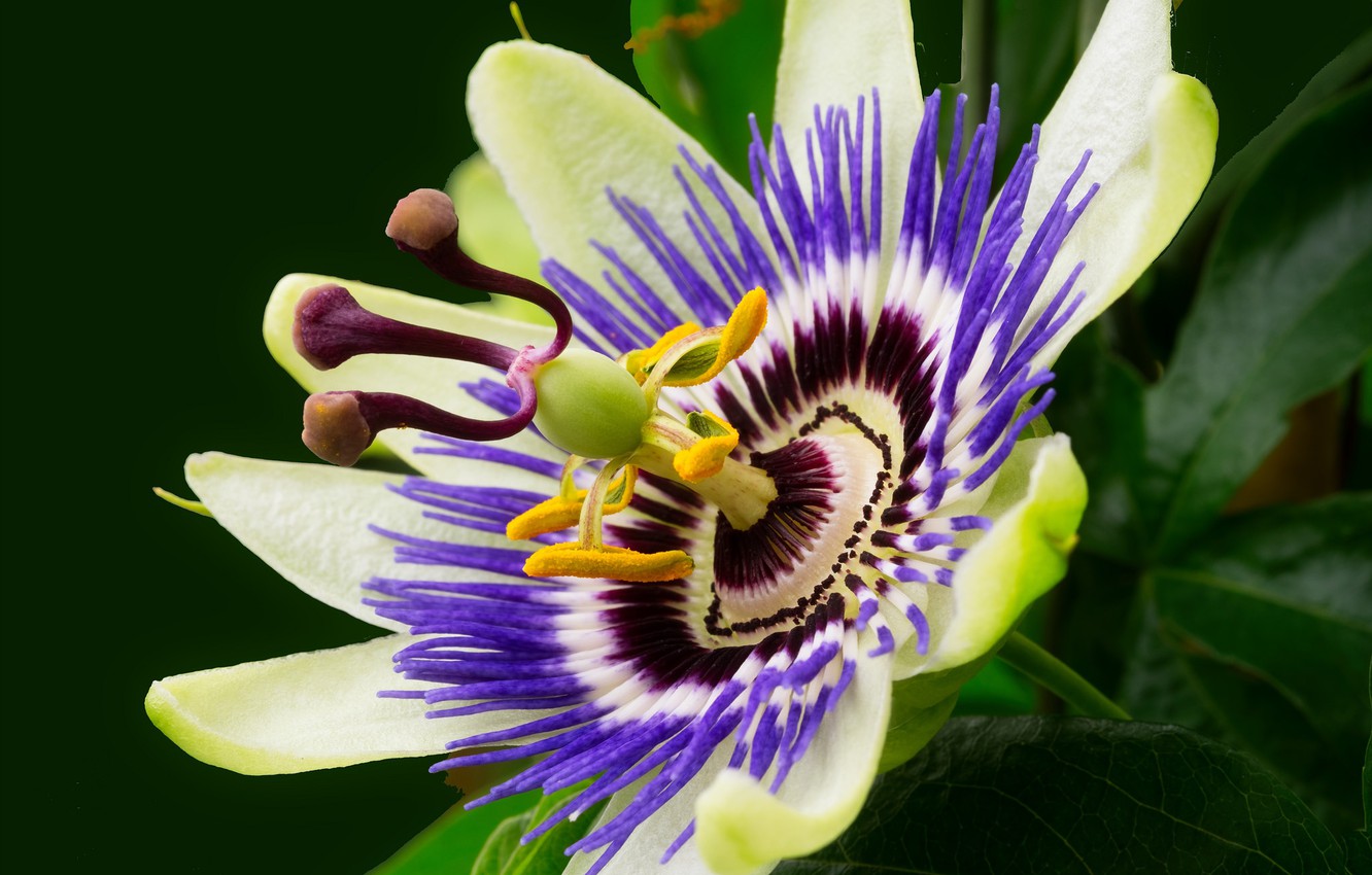 Passion Flower Wallpapers