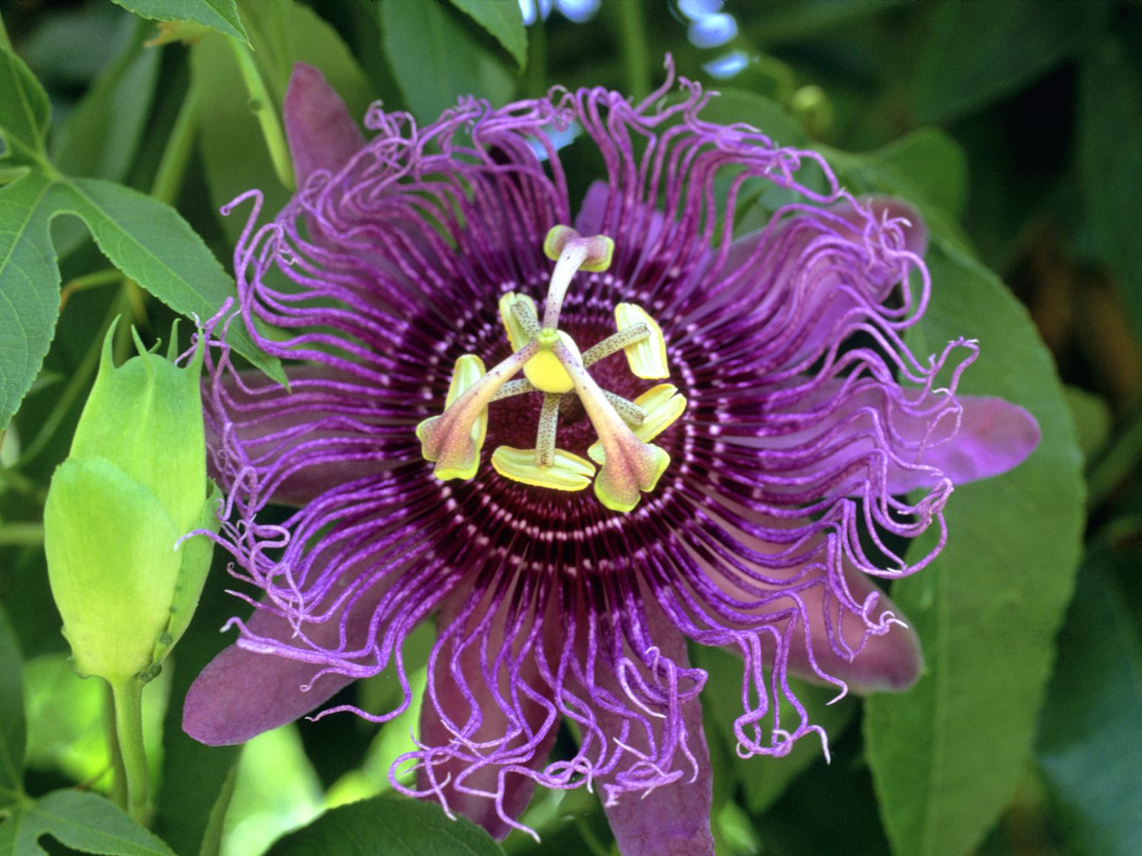 Passion Flower Wallpapers