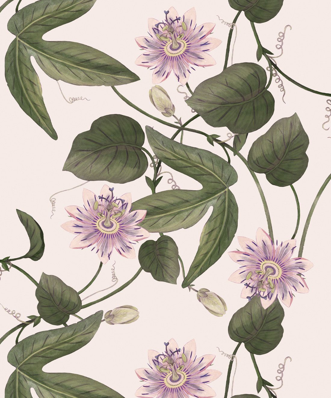 Passion Flower Wallpapers