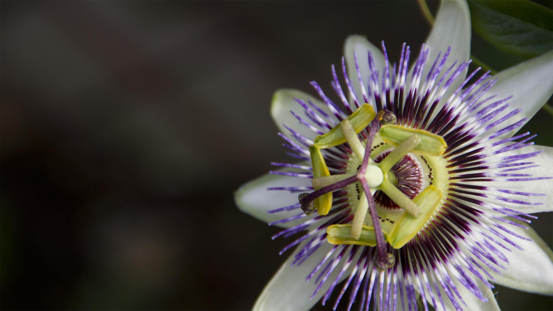 Passion Flower Wallpapers