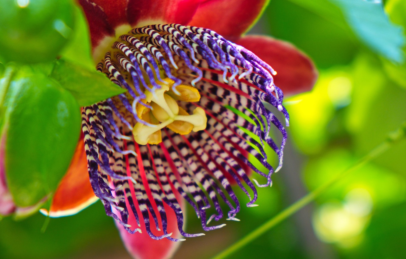 Passion Flower Wallpapers