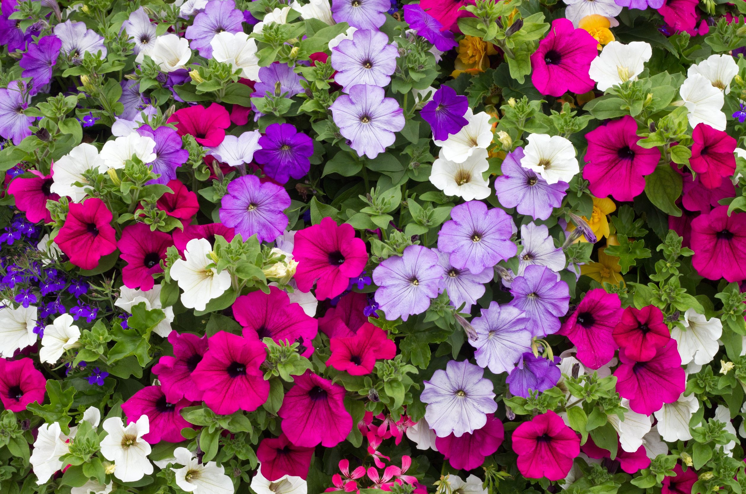 Petunia Wallpapers