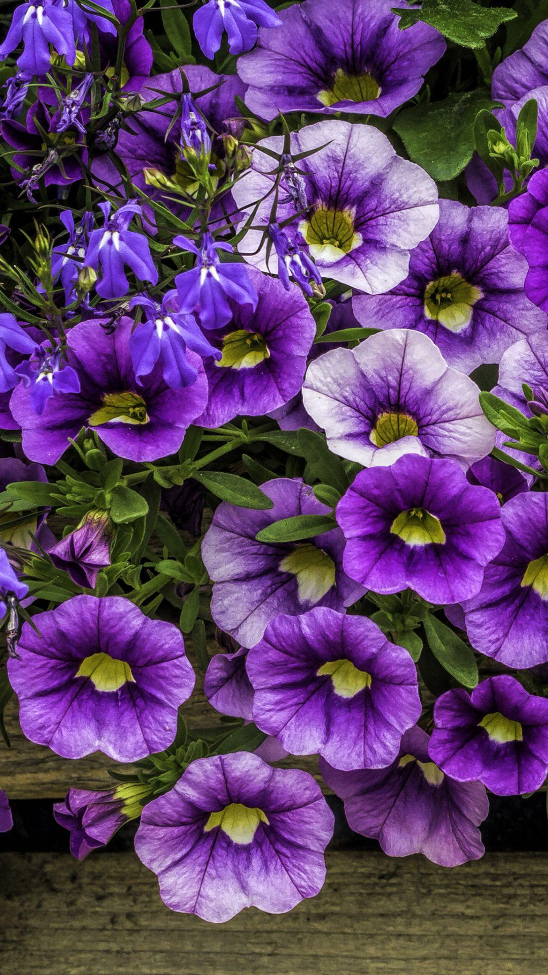 Petunia Wallpapers