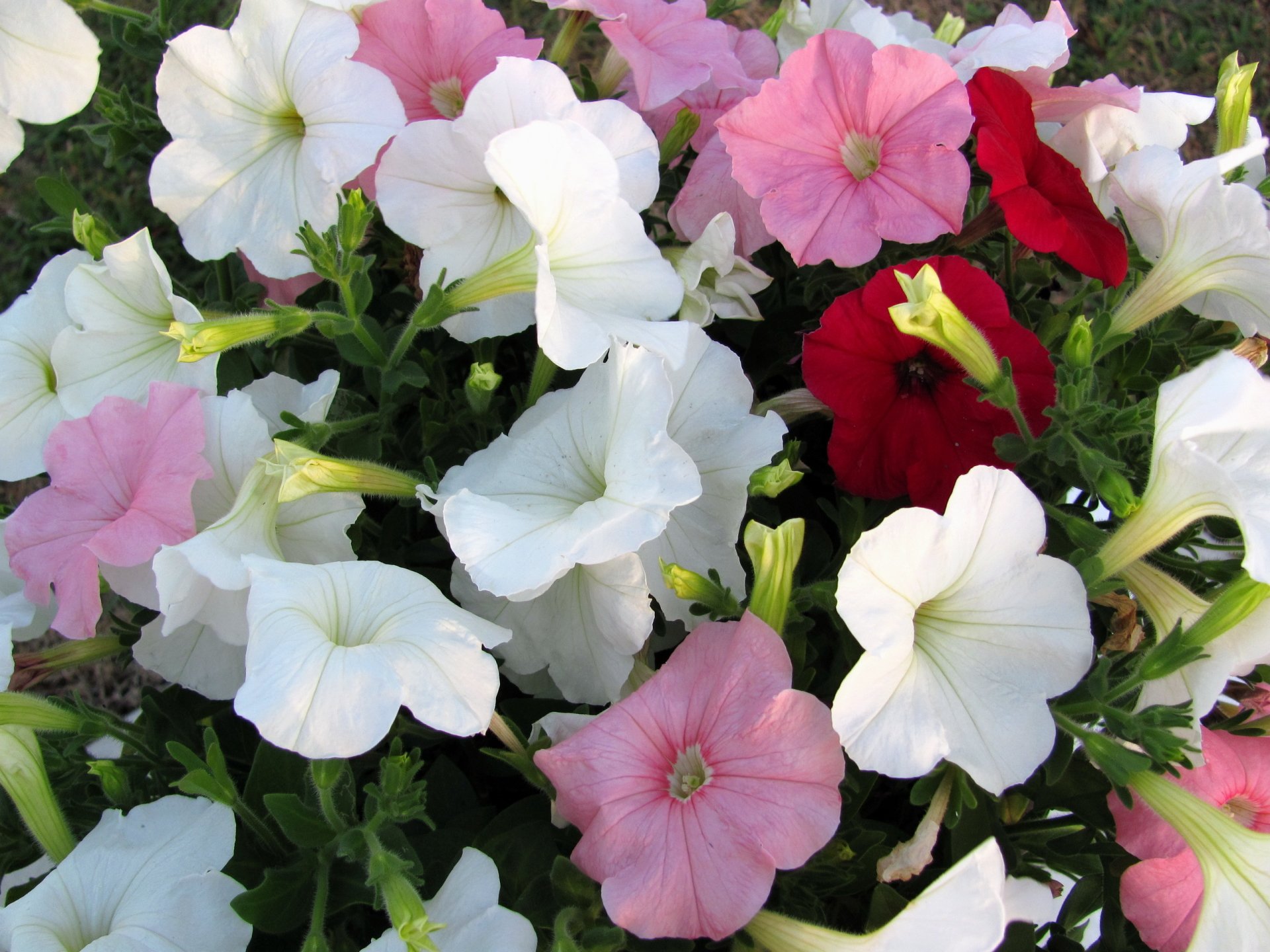 Petunia Wallpapers