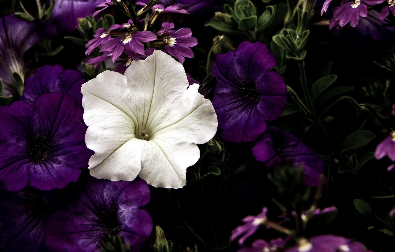 Petunia Wallpapers