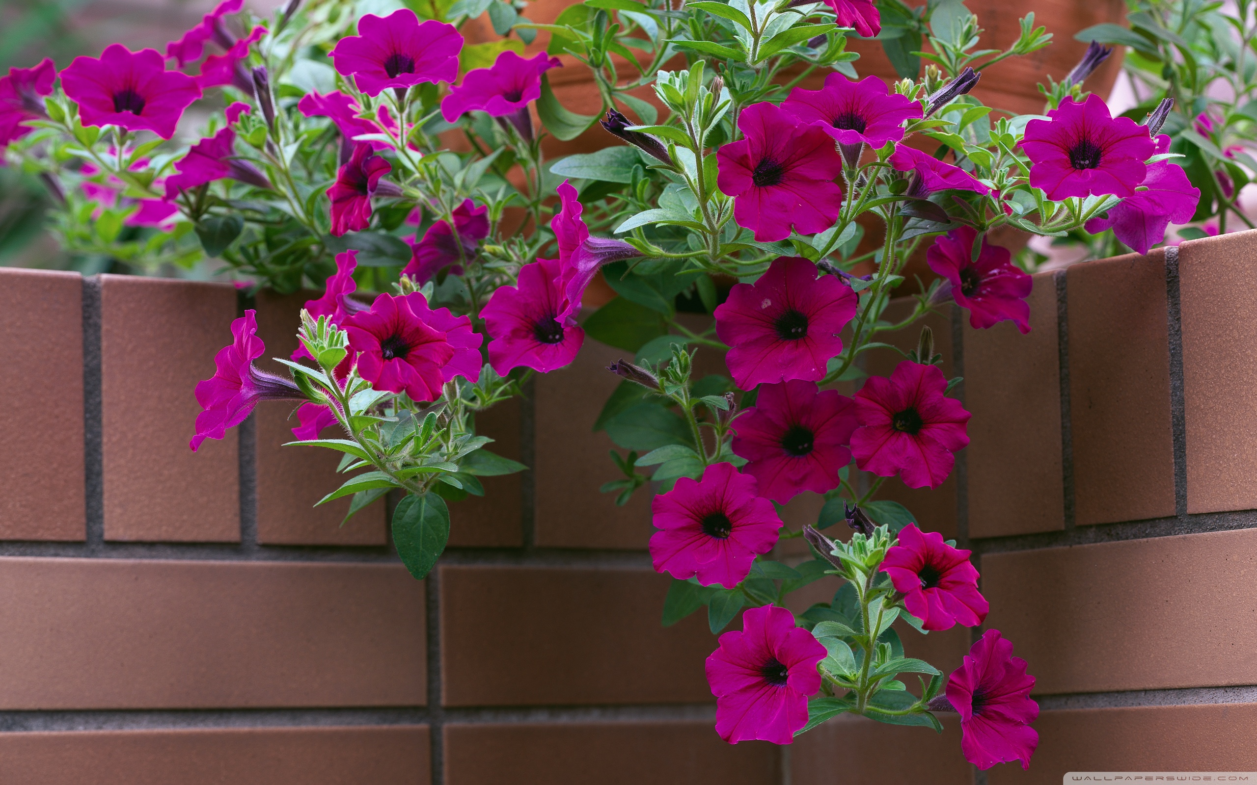 Petunia Wallpapers