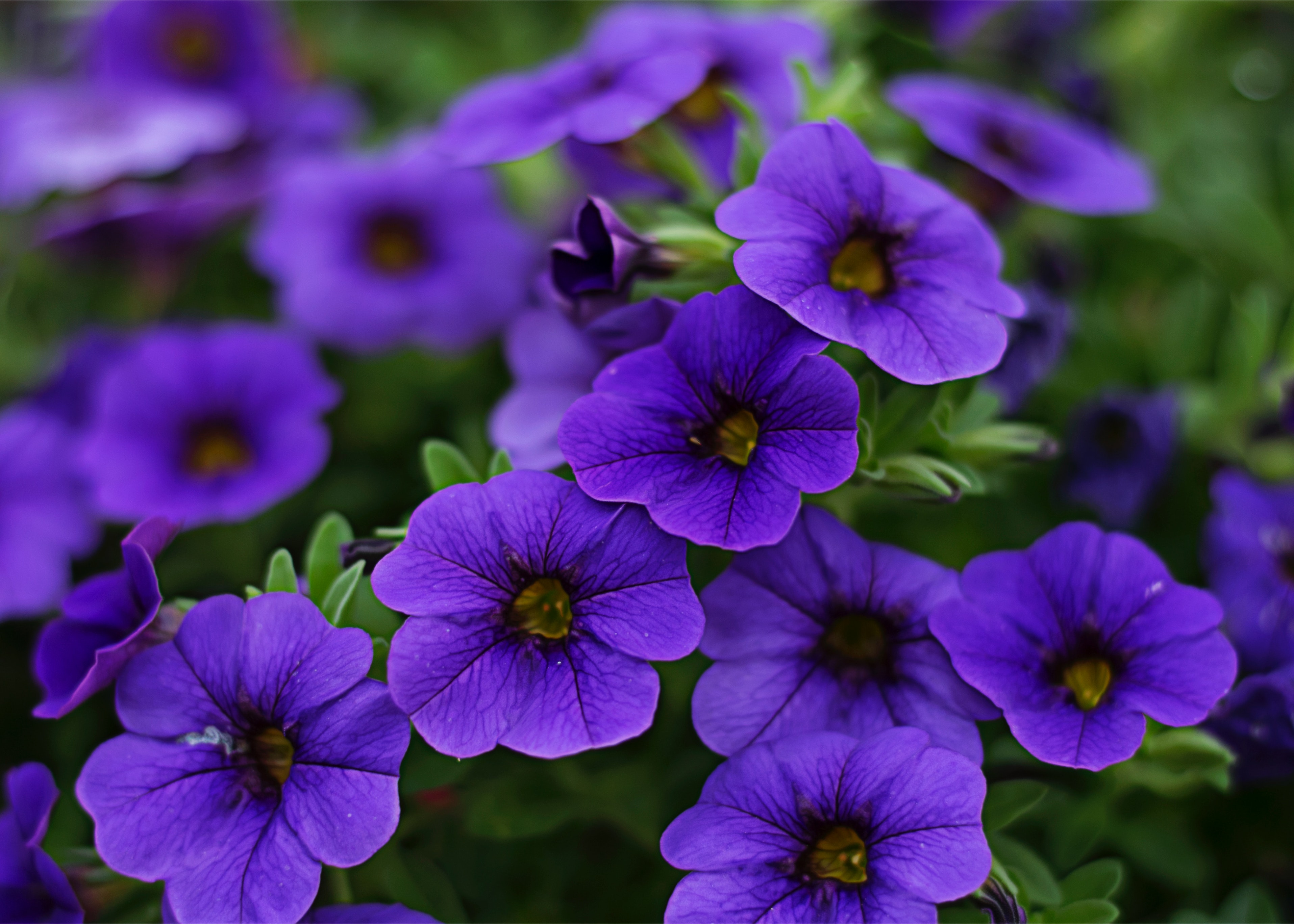 Petunia Wallpapers